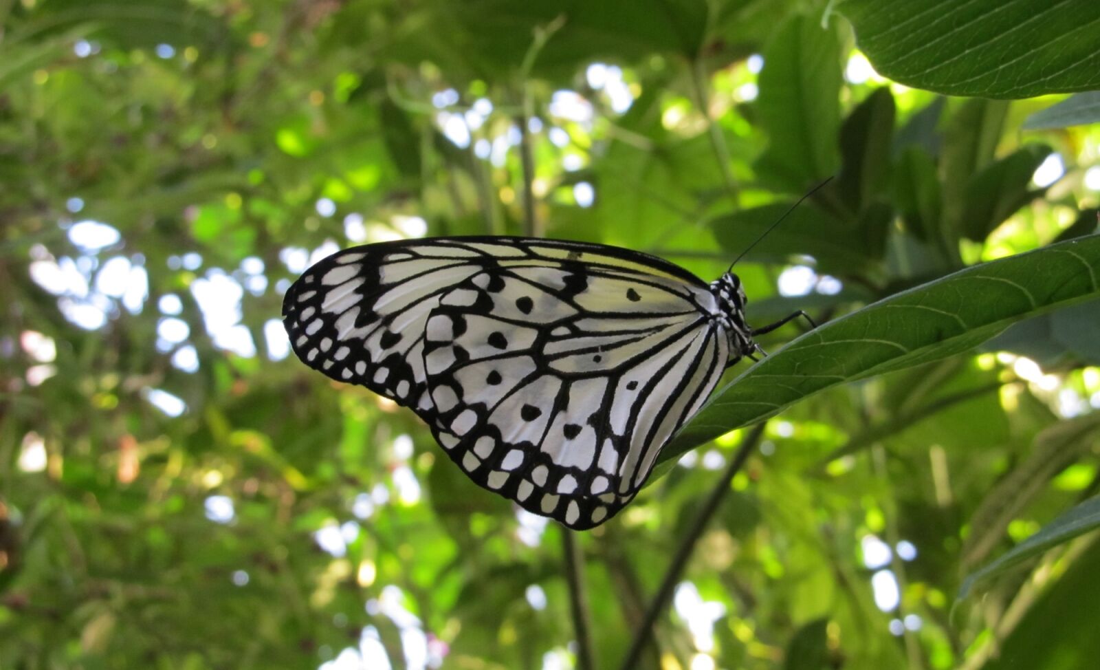 Canon PowerShot SX130 IS sample photo. Butterfly, paper kite, rice photography