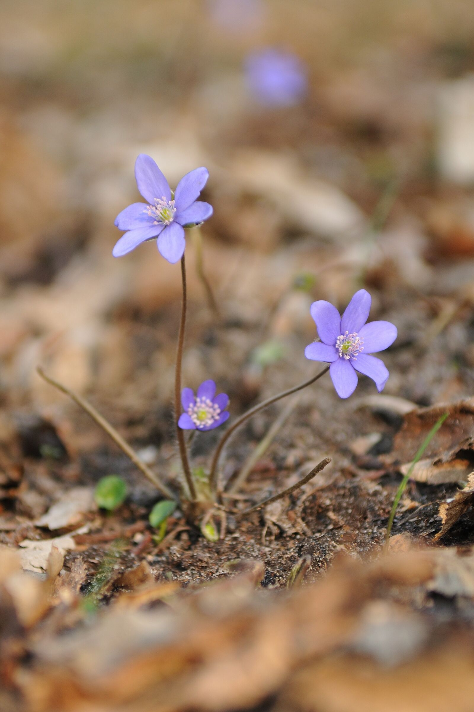 Nikon D300S sample photo. Nature, plant, flower photography