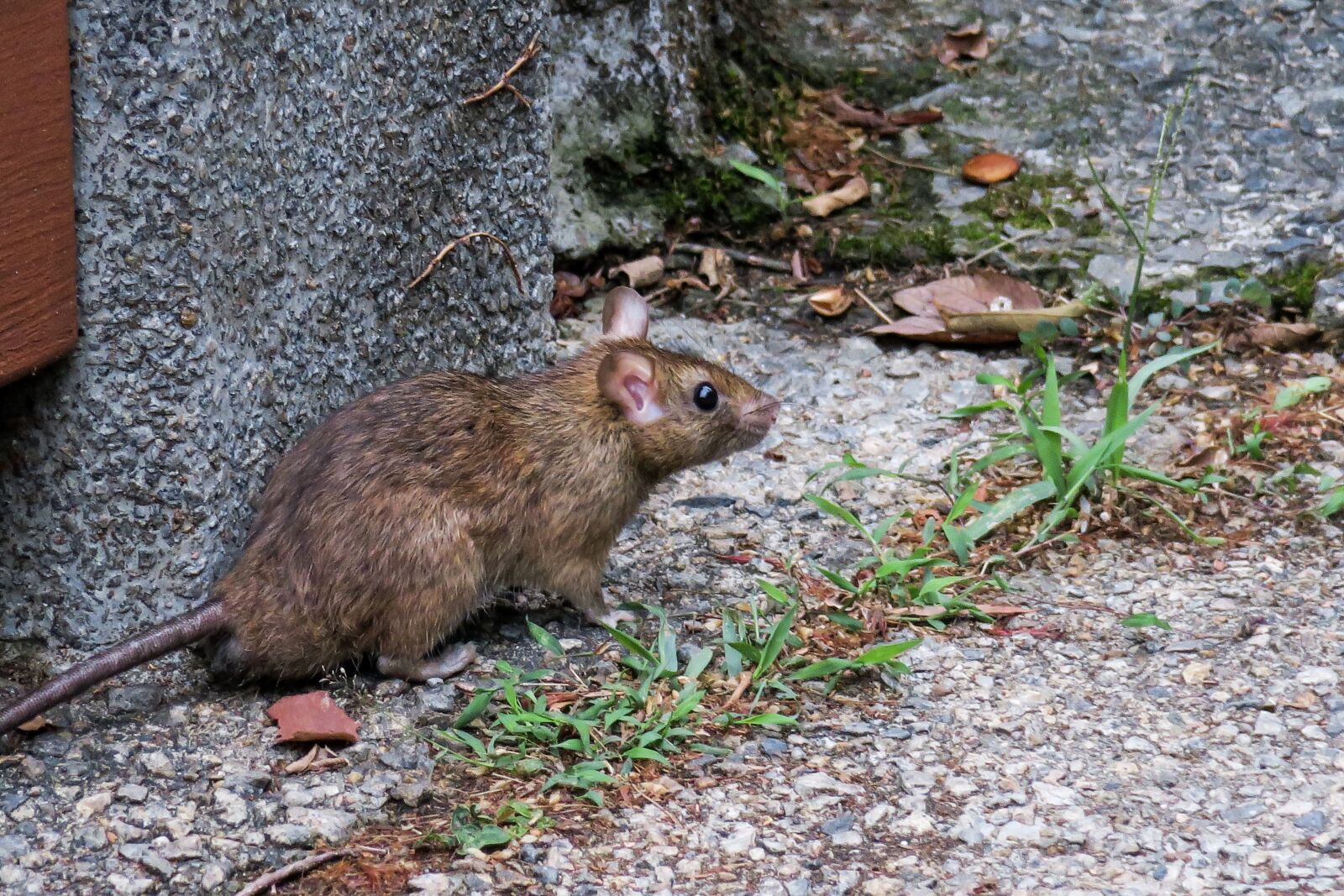 Canon PowerShot G3 X sample photo. Rodents, nature, mammal photography