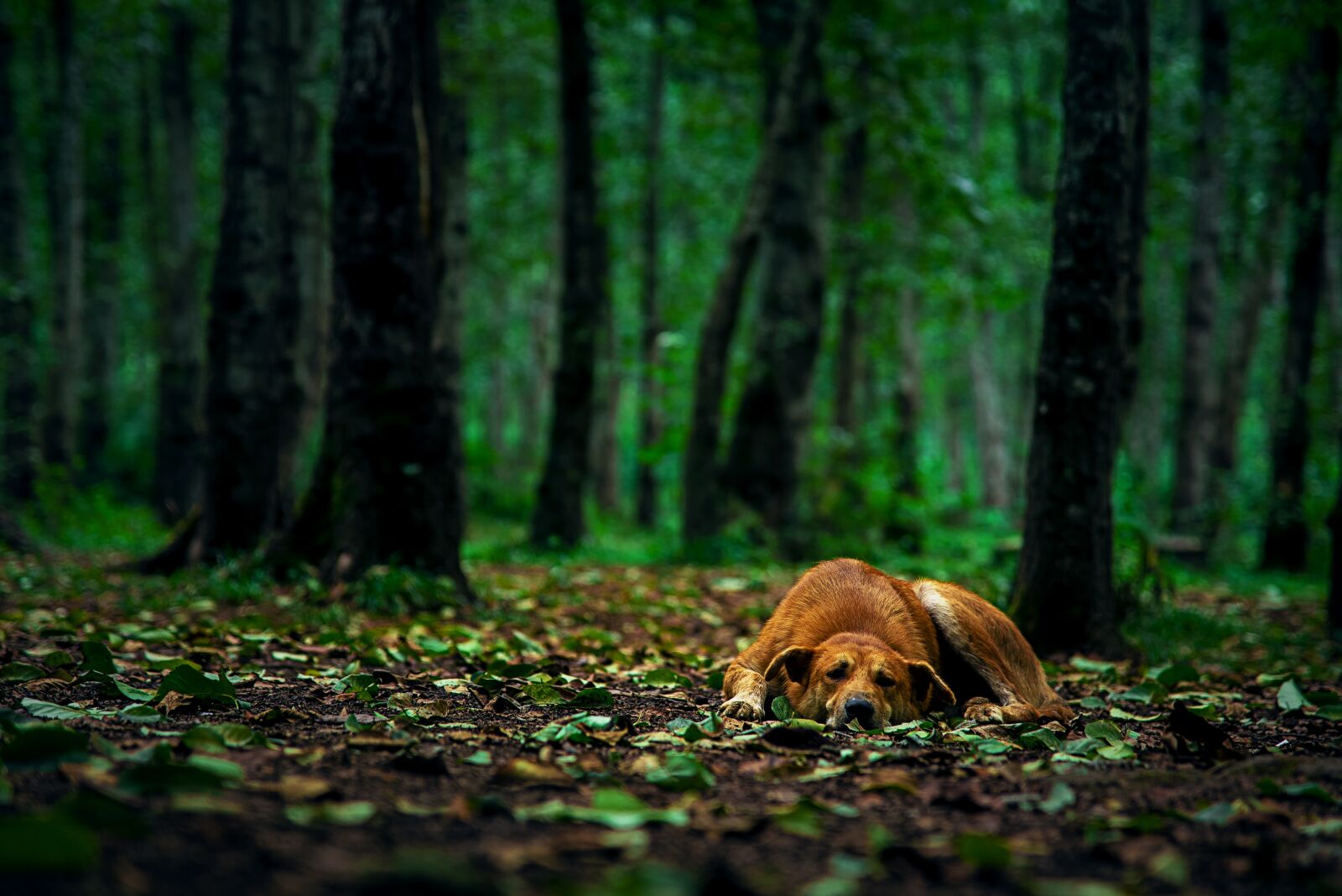 Nikon D750 sample photo. Nature, iran, landscape photography