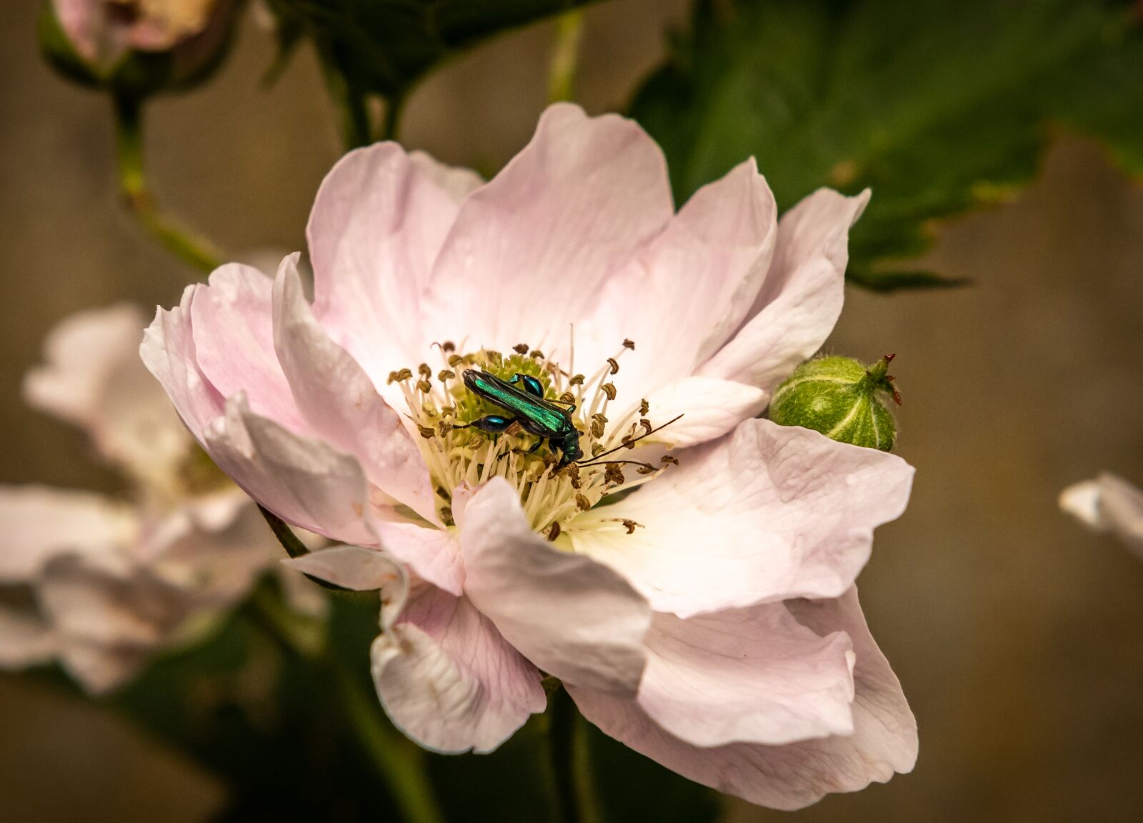 Nikon D750 sample photo. Nature, plant, blackberry photography