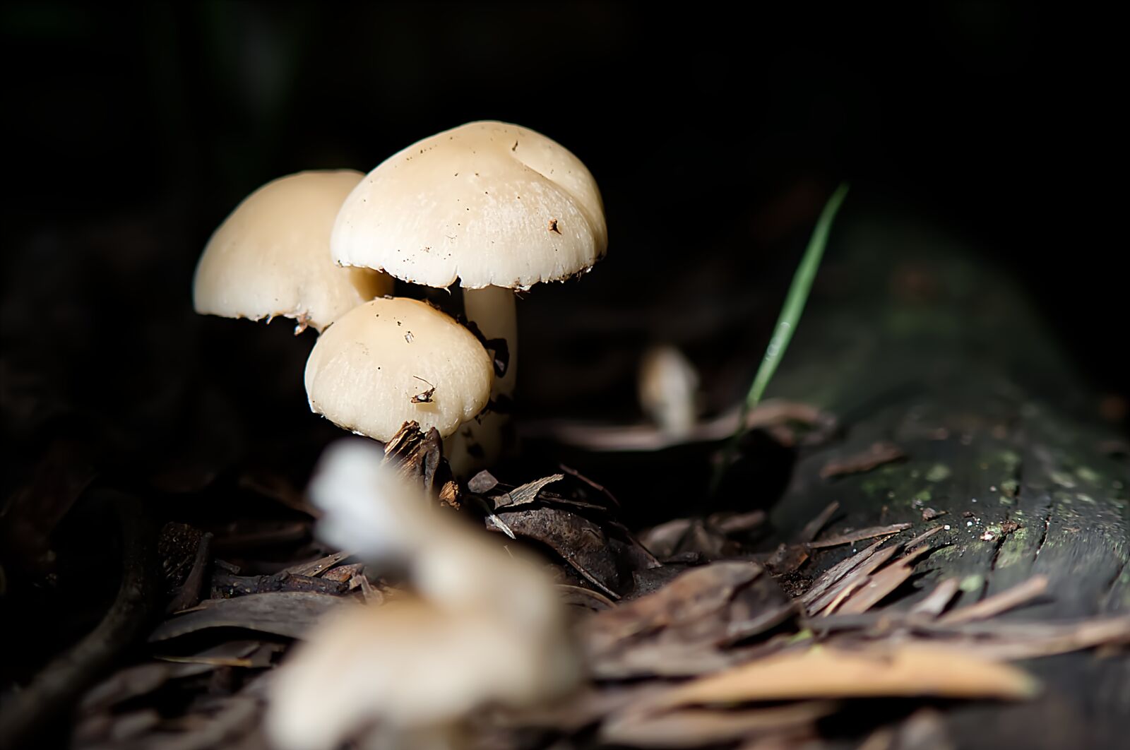 Nikon D700 sample photo. Fungi, macro, mushroom photography
