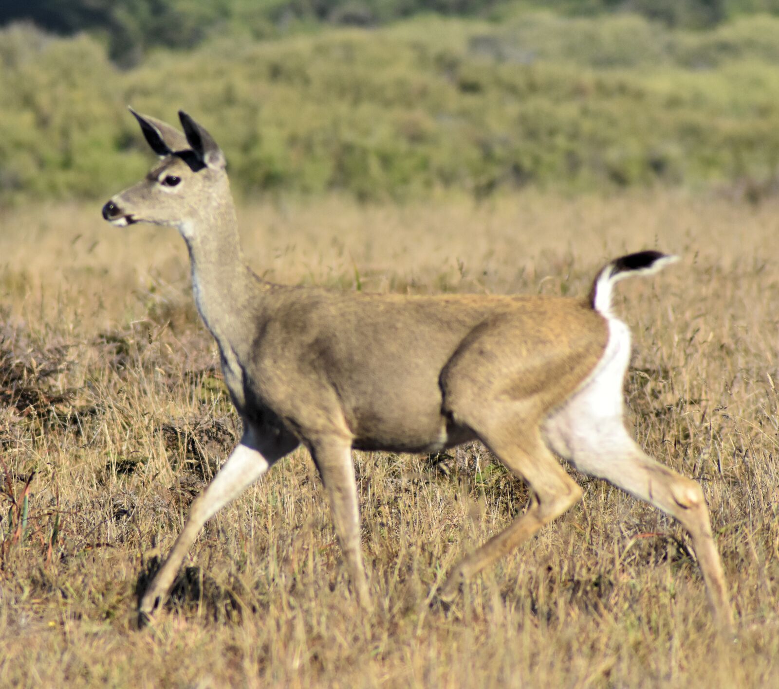 Nikon D3400 sample photo. Deer, doe, wild photography