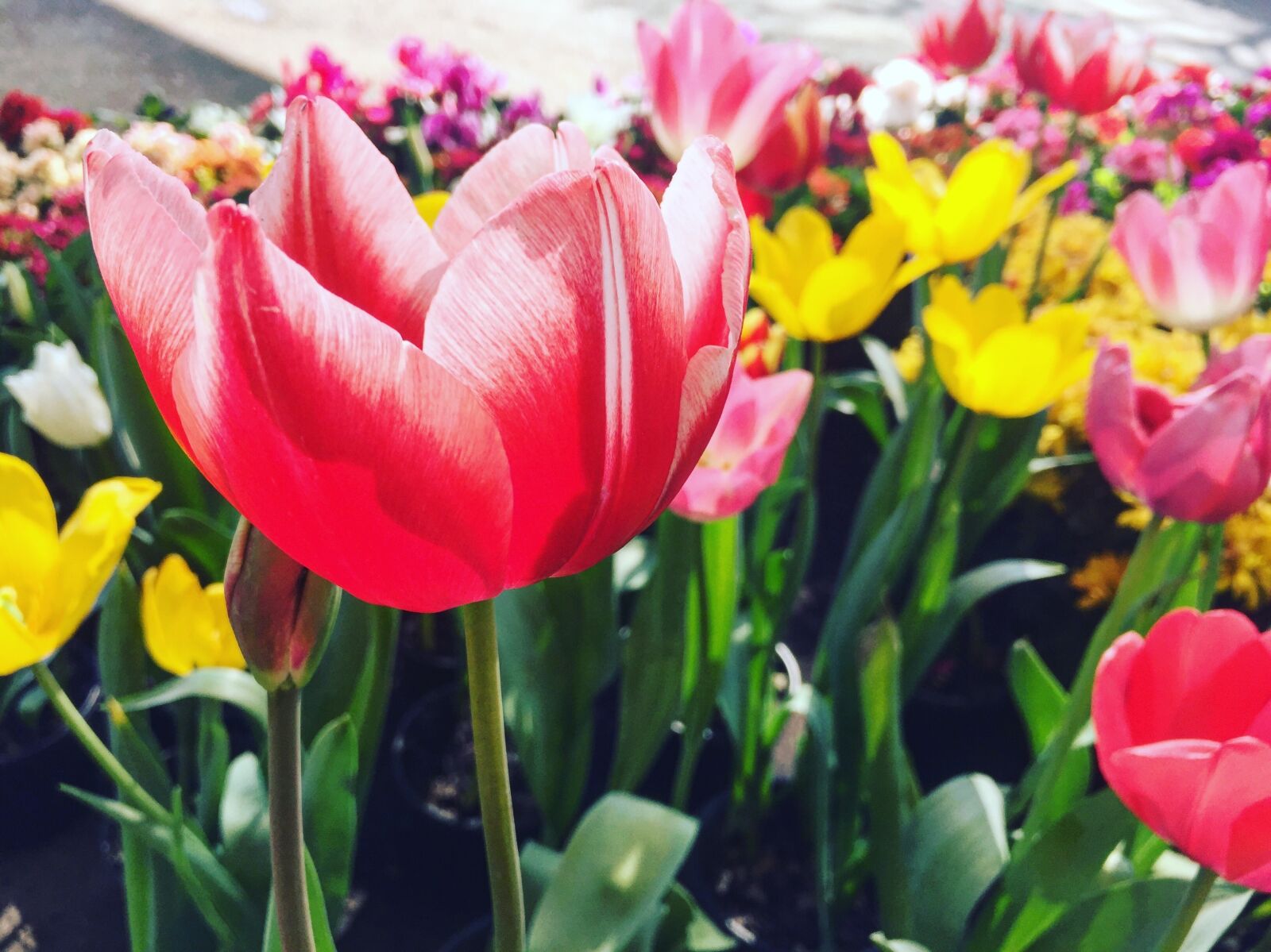 Apple iPhone 6 sample photo. Tulip, red, flower photography