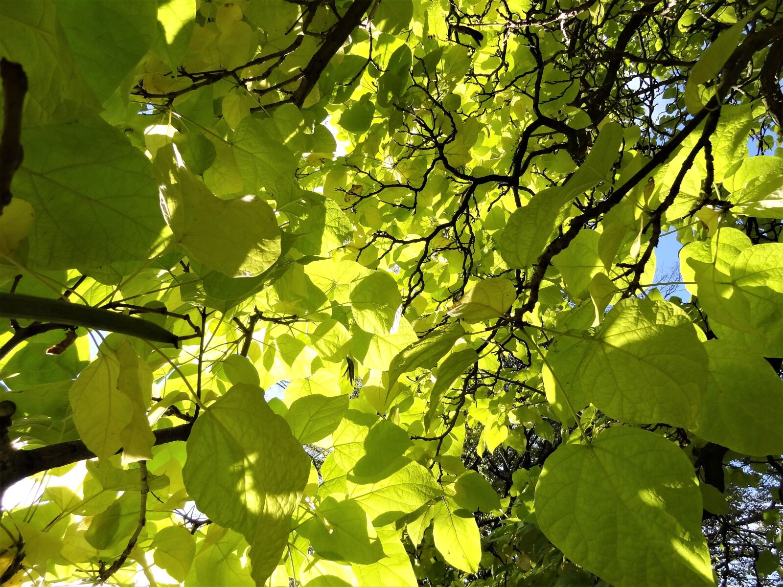 Sony Cyber-shot DSC-HX9V sample photo. Autumn, beauty, nature photography