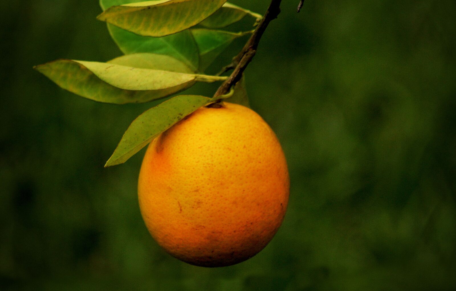 Canon EOS 600D (Rebel EOS T3i / EOS Kiss X5) sample photo. Orange, citric, fruit photography