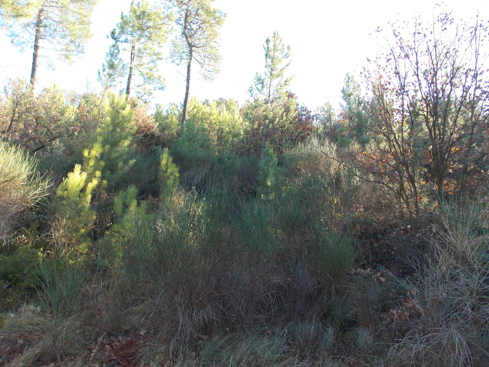 Nikon Coolpix L810 sample photo. Adventure, flowers, forest, landscape photography