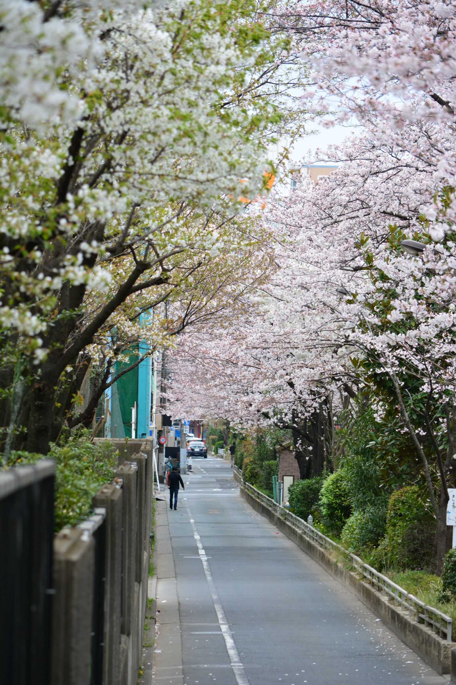 Nikon D5200 sample photo. Japan, cherry blossom, full photography