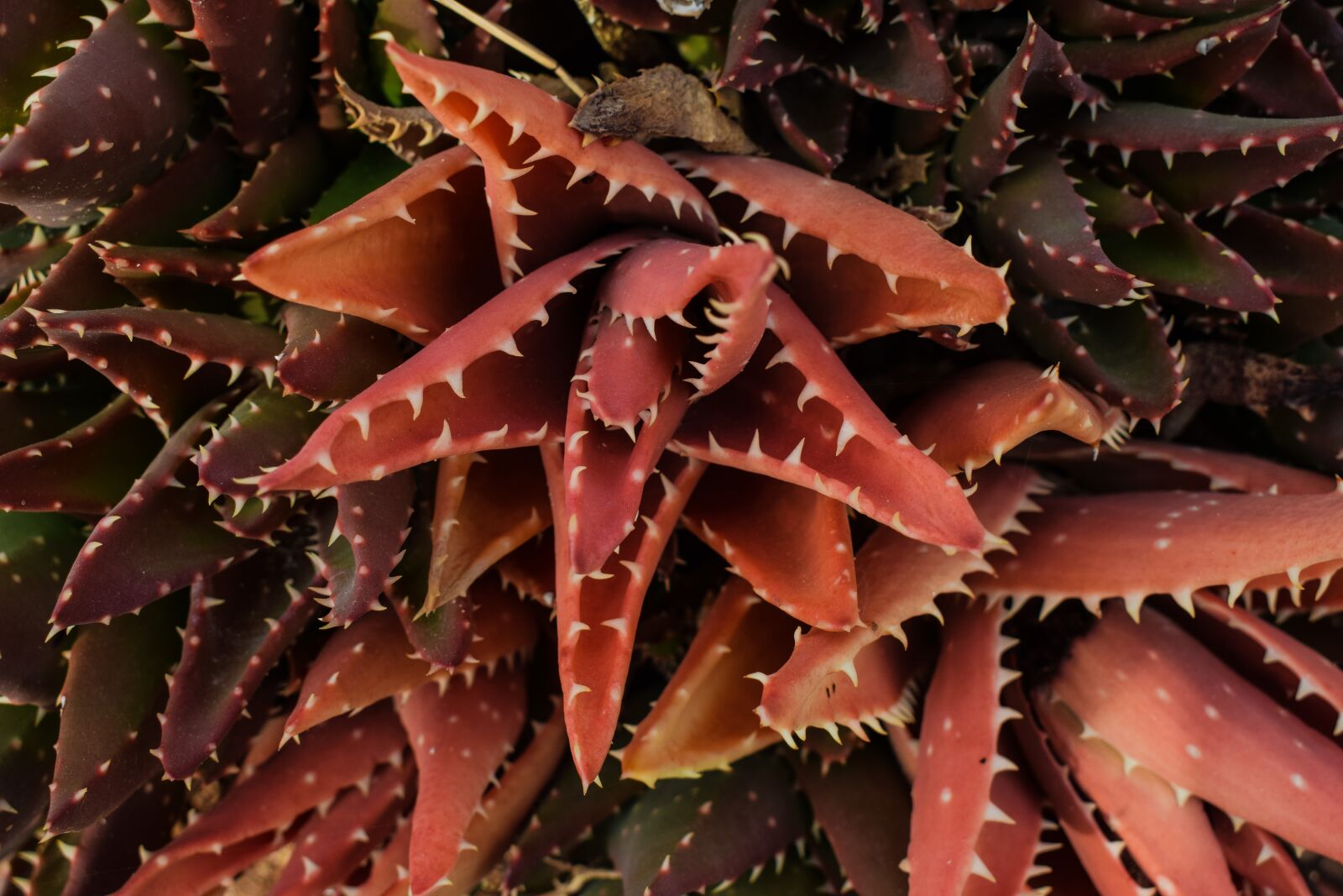 Nikon D3300 sample photo. Cactus, thorns, nature photography