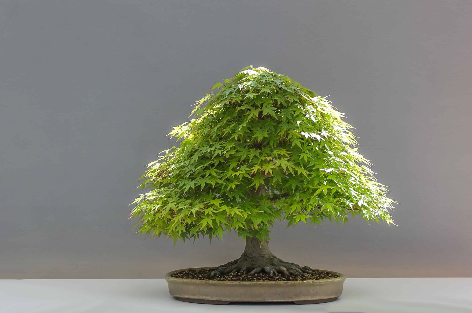 Canon EOS 1100D (EOS Rebel T3 / EOS Kiss X50) sample photo. Tree, bonsai, plant, nature photography