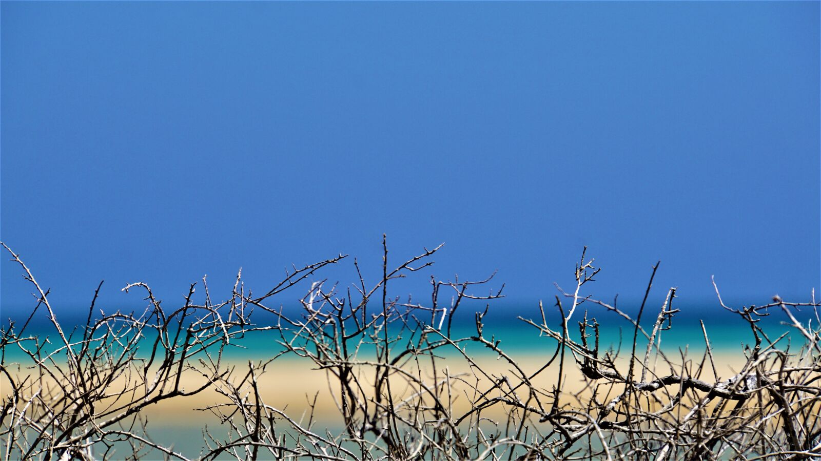 Sony E 18-200mm F3.5-6.3 OSS LE sample photo. Brambles, dunes, beach photography
