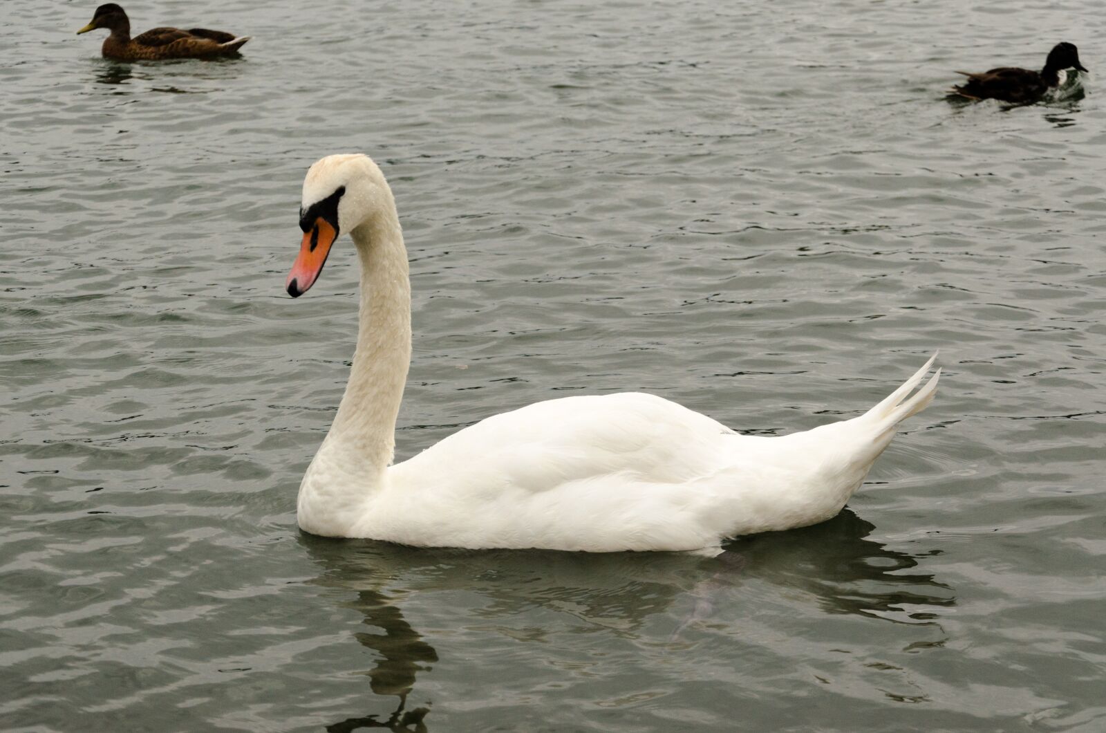 Nikon D5100 sample photo. Maschpark, nature, waters photography