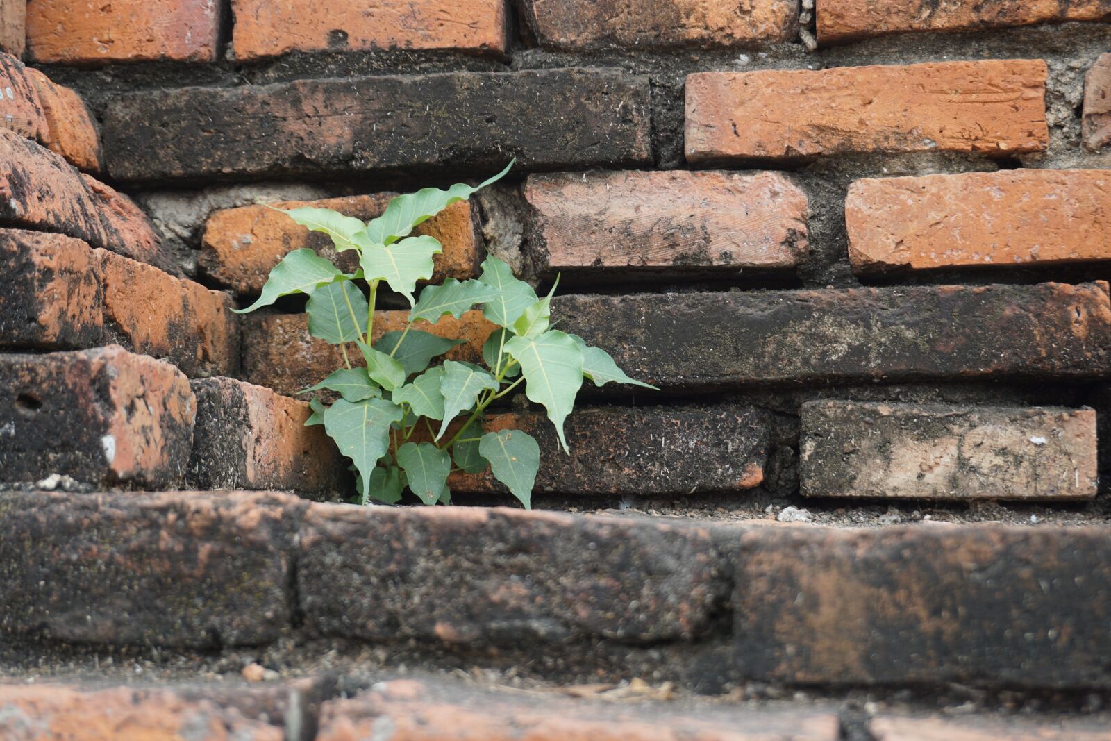 Sony a5100 sample photo. Bricks, tree, nature photography