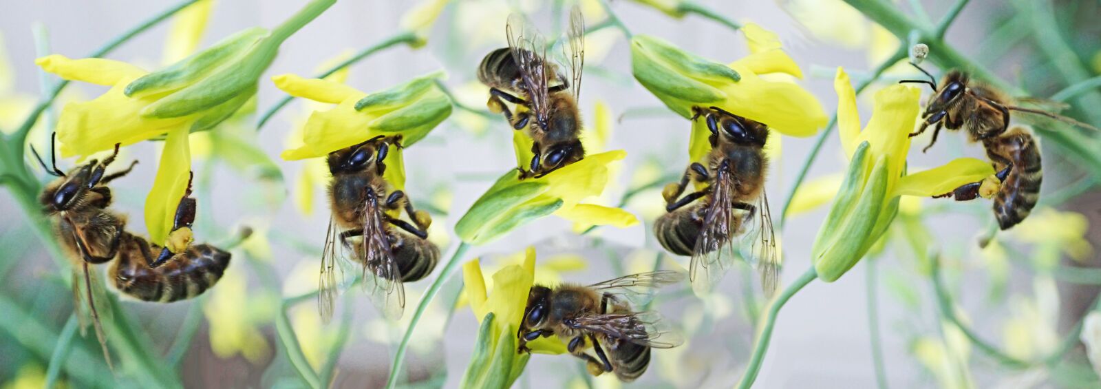 Olympus TG-5 sample photo. Bees, pollen, insects photography