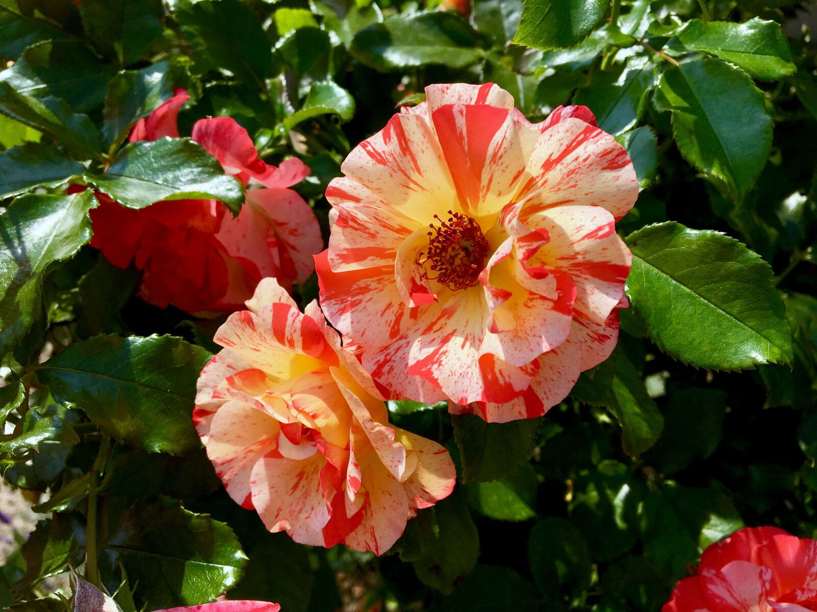 Apple iPhone 6s sample photo. Flower, summer, orange photography