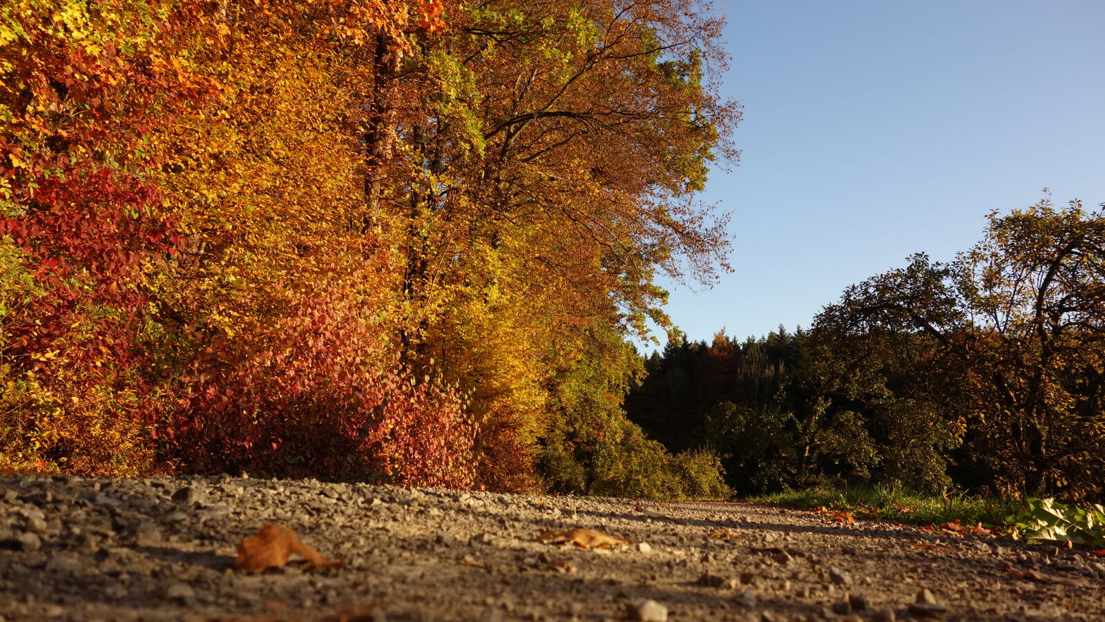 Sony Cyber-shot DSC-RX100 sample photo. Autumn, colours, autumn, leaves photography