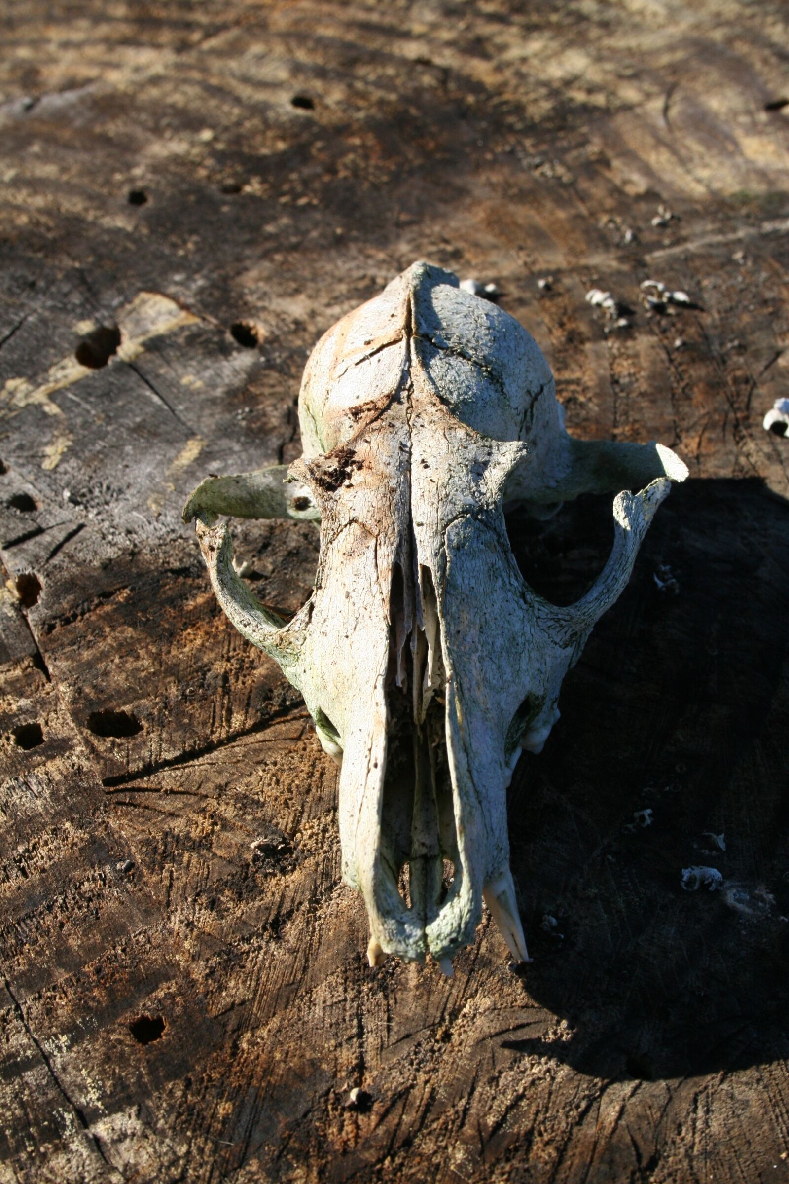 Canon EOS 350D (EOS Digital Rebel XT / EOS Kiss Digital N) sample photo. Skull, fox, nature photography
