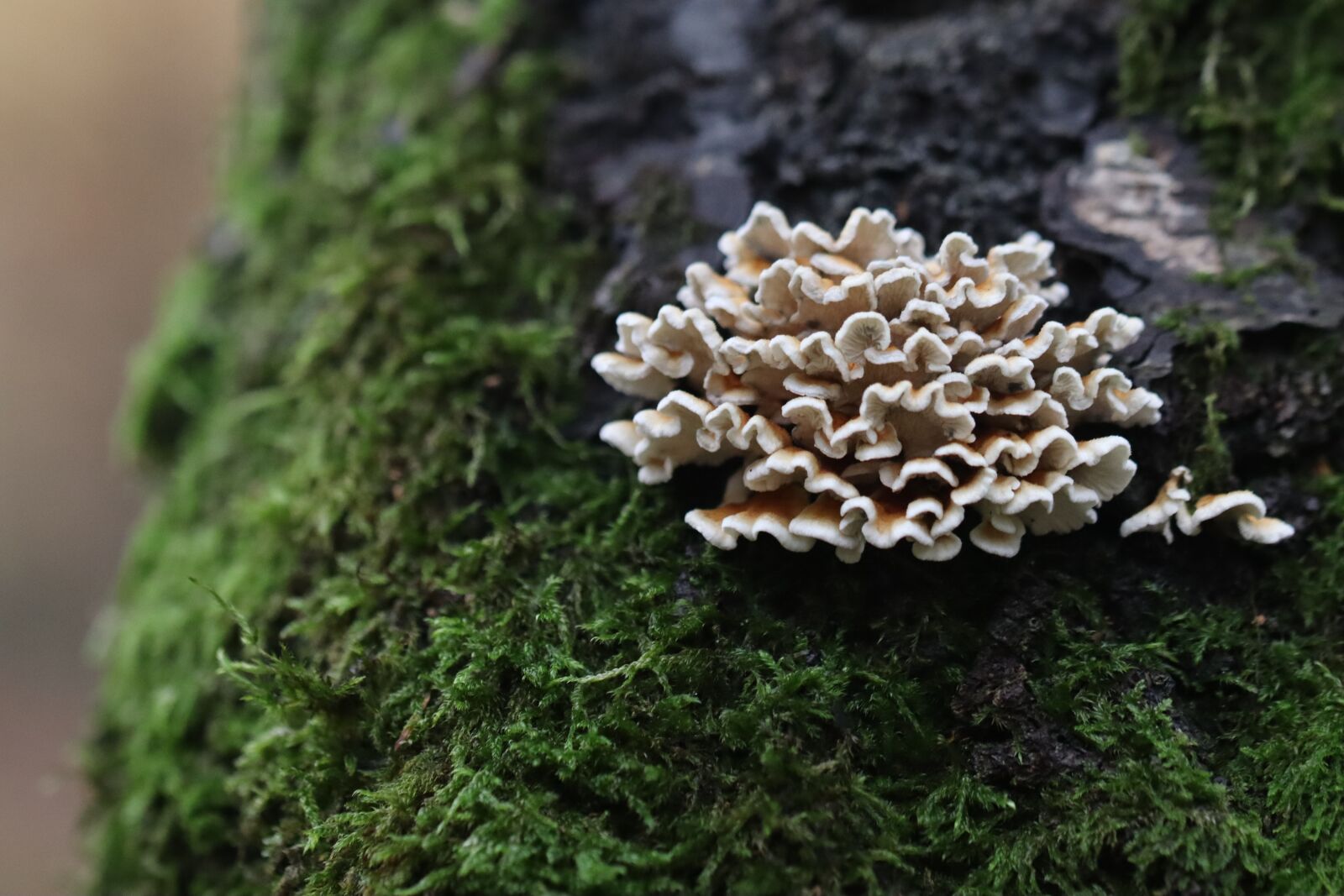 Canon EOS 250D (EOS Rebel SL3 / EOS Kiss X10 / EOS 200D II) sample photo. Mushrooms, tree, wood photography