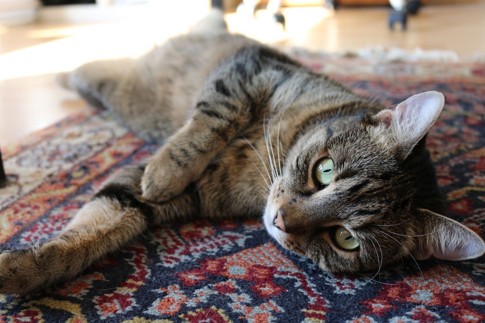 Canon EOS 70D sample photo. Animals, feline, cats photography