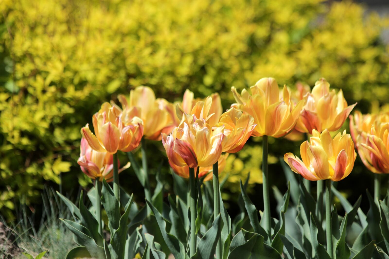 Canon EOS 650D (EOS Rebel T4i / EOS Kiss X6i) sample photo. Tulips, yellow tulips, flowers photography