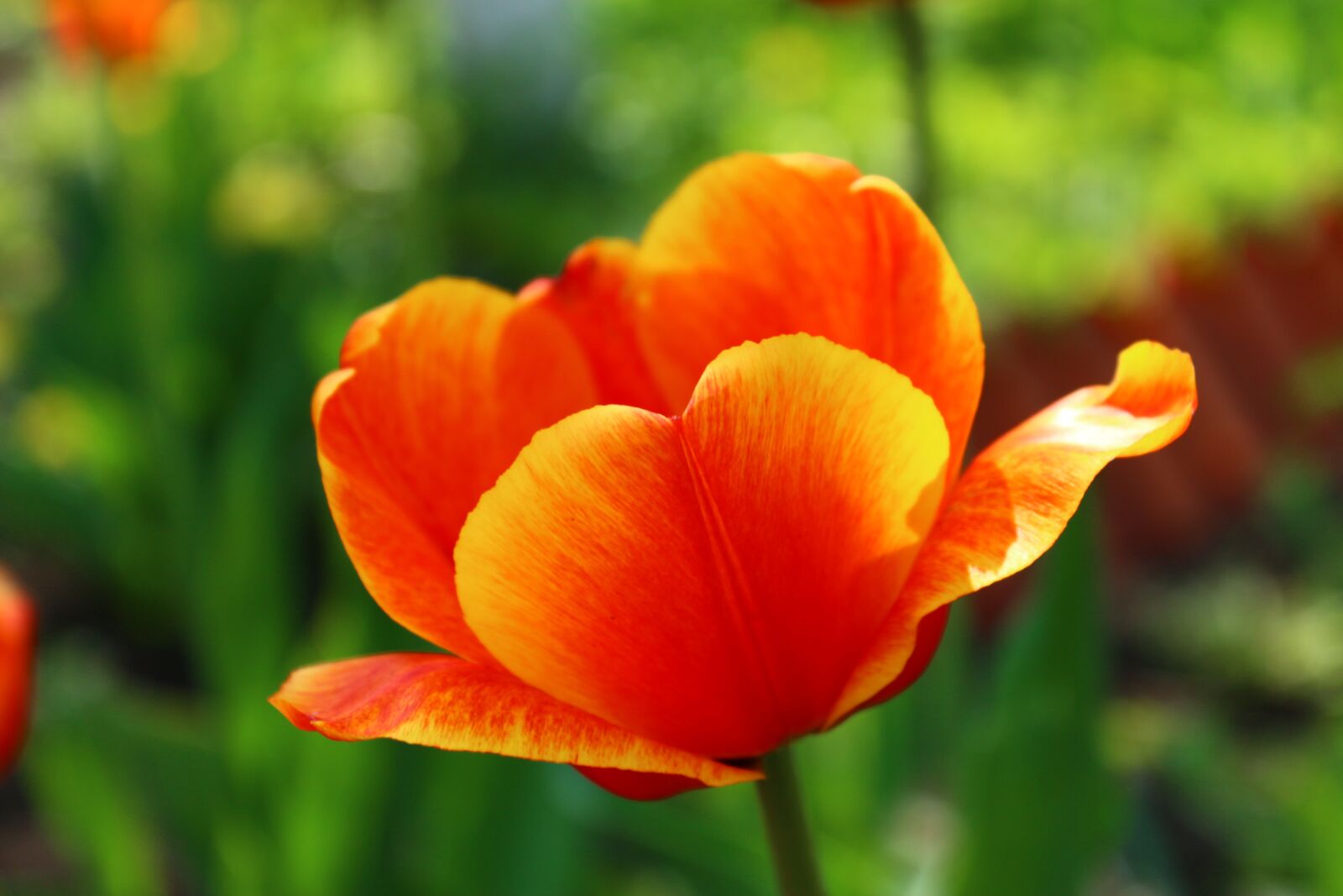 Canon EOS 650D (EOS Rebel T4i / EOS Kiss X6i) sample photo. Tulip, may 9, victory day photography