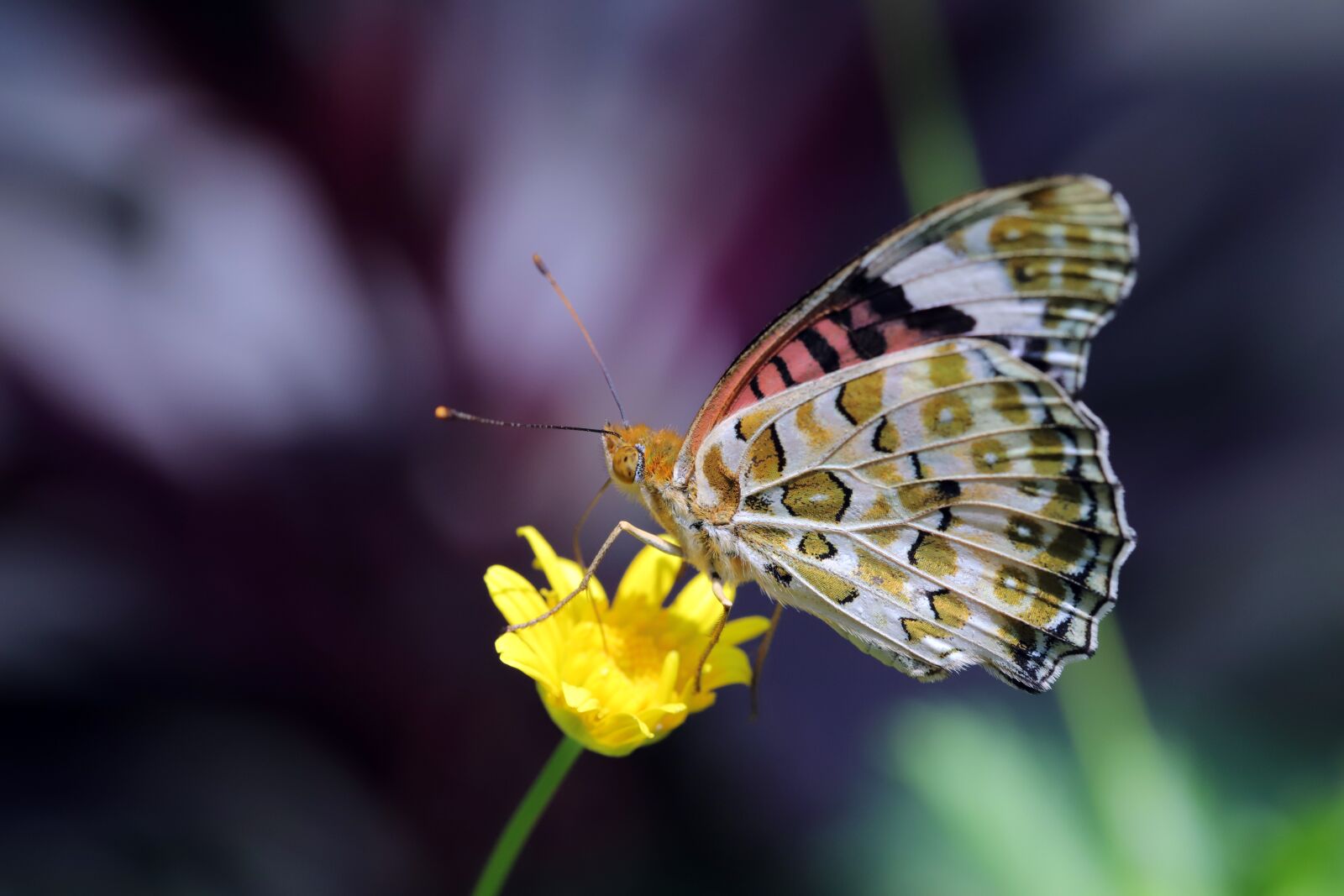Canon EOS 6D Mark II sample photo. Butterfly, insects, nature photography