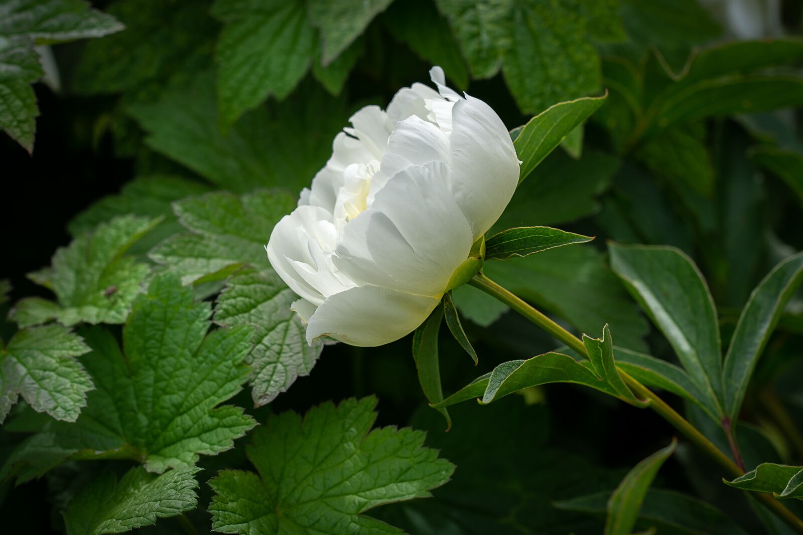 Nikon D7100 sample photo. Peony, white, white peony photography