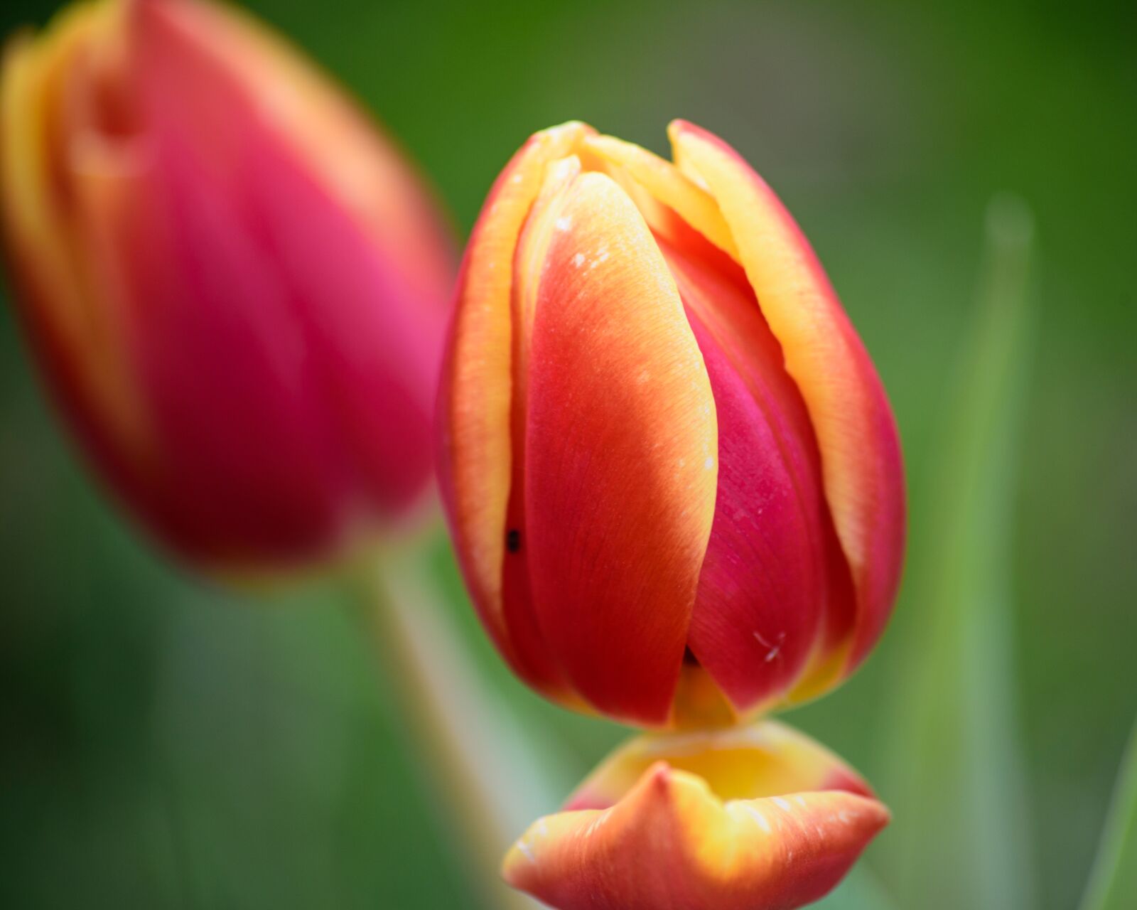 Nikon D750 sample photo. Red, yellow, tulip photography