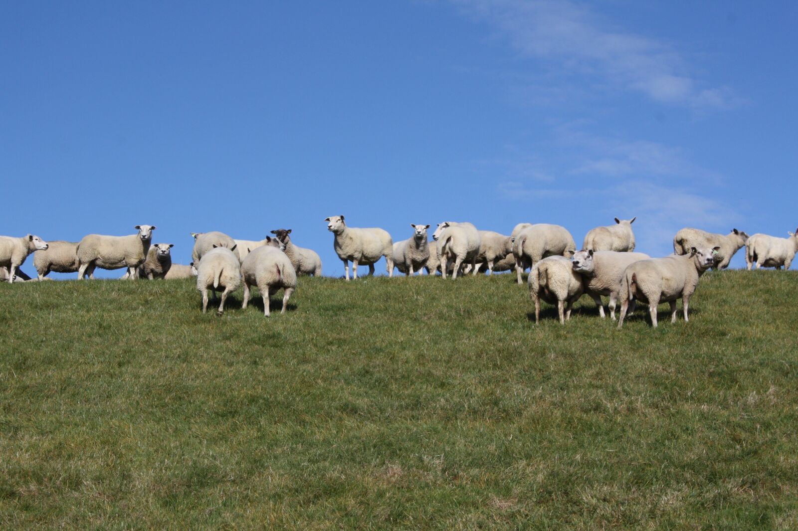 Canon EOS 450D (EOS Rebel XSi / EOS Kiss X2) sample photo. Sheep, flock, dike photography