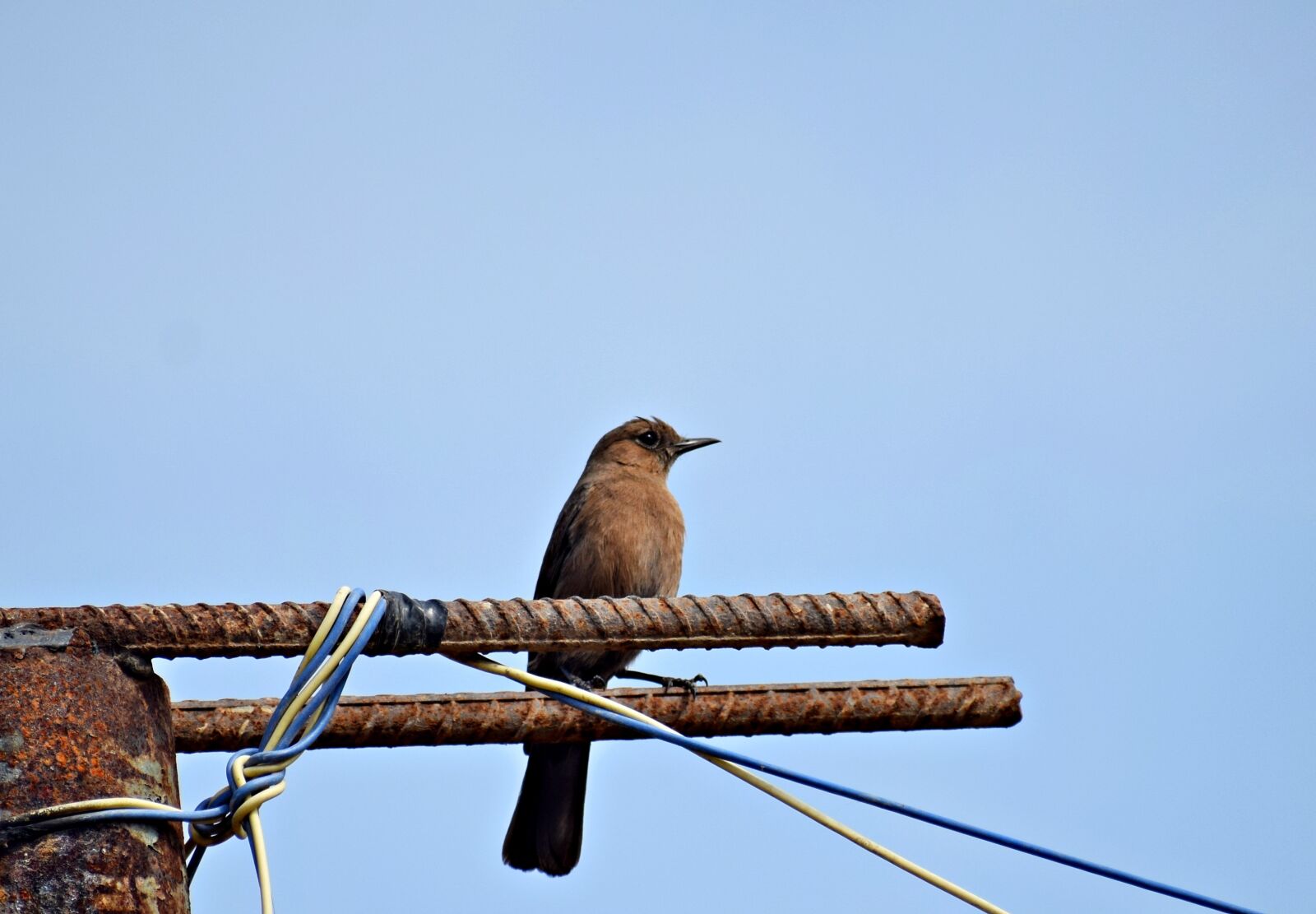 Nikon D3300 sample photo. Bird, nature, little photography