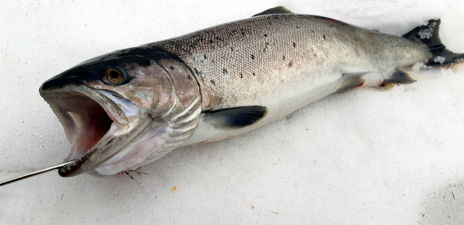 Samsung Galaxy A8(2018) sample photo. Fish, trout, seafood photography