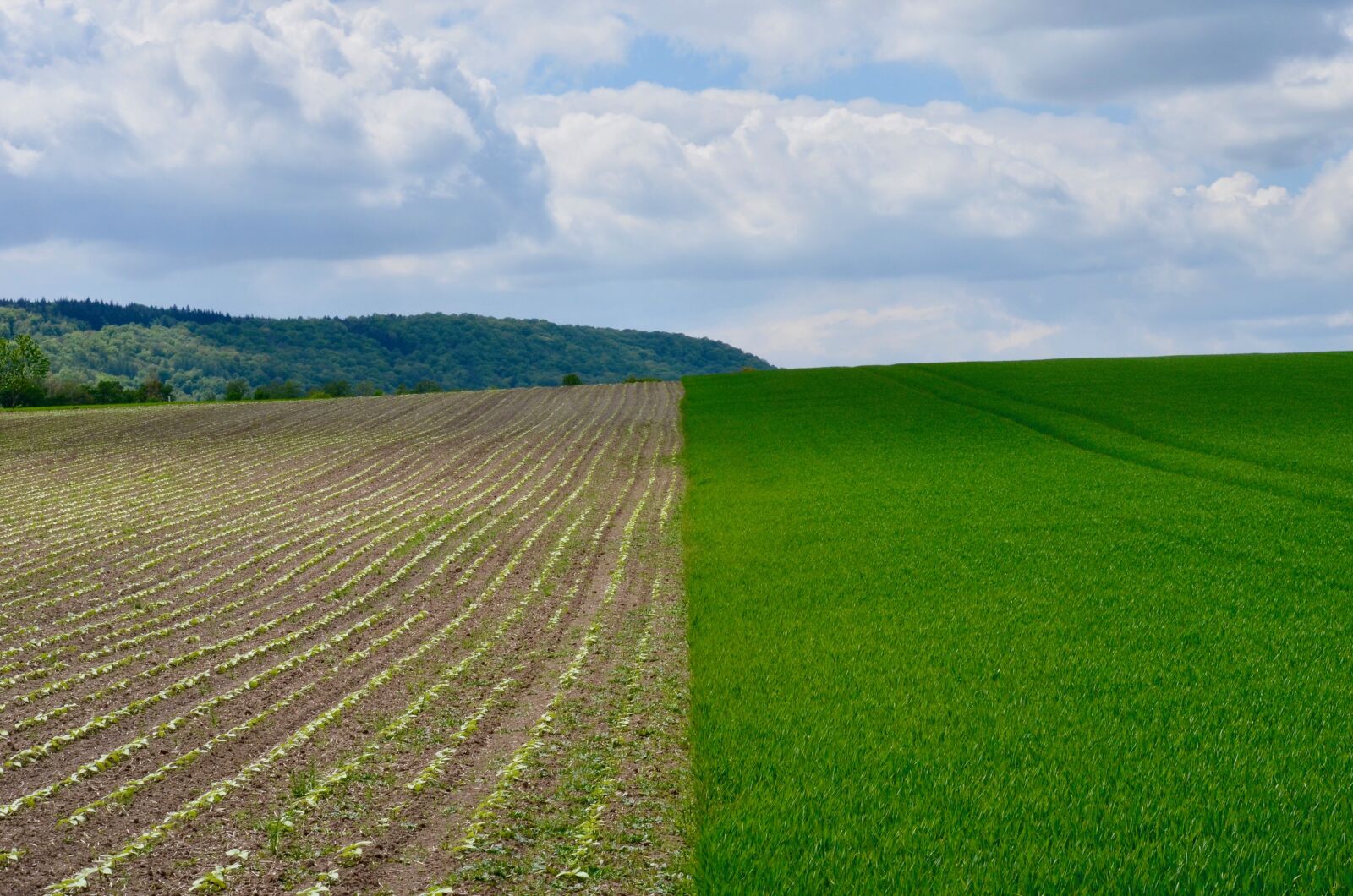 Nikon D5100 sample photo. Spring, agriculture, field photography