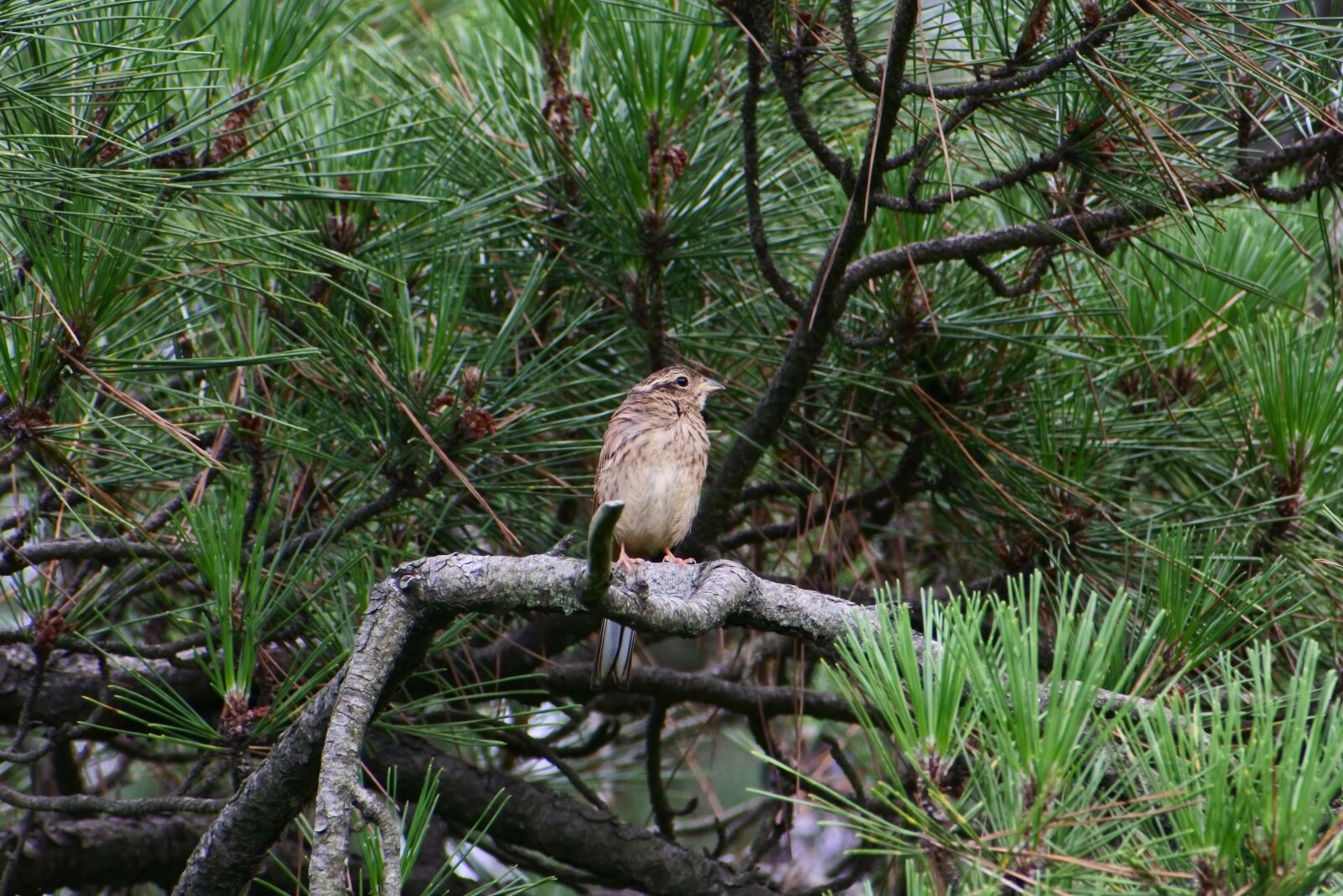 VR 70-300mm f/4.5-6.3G sample photo. Animal, forest, pine photography