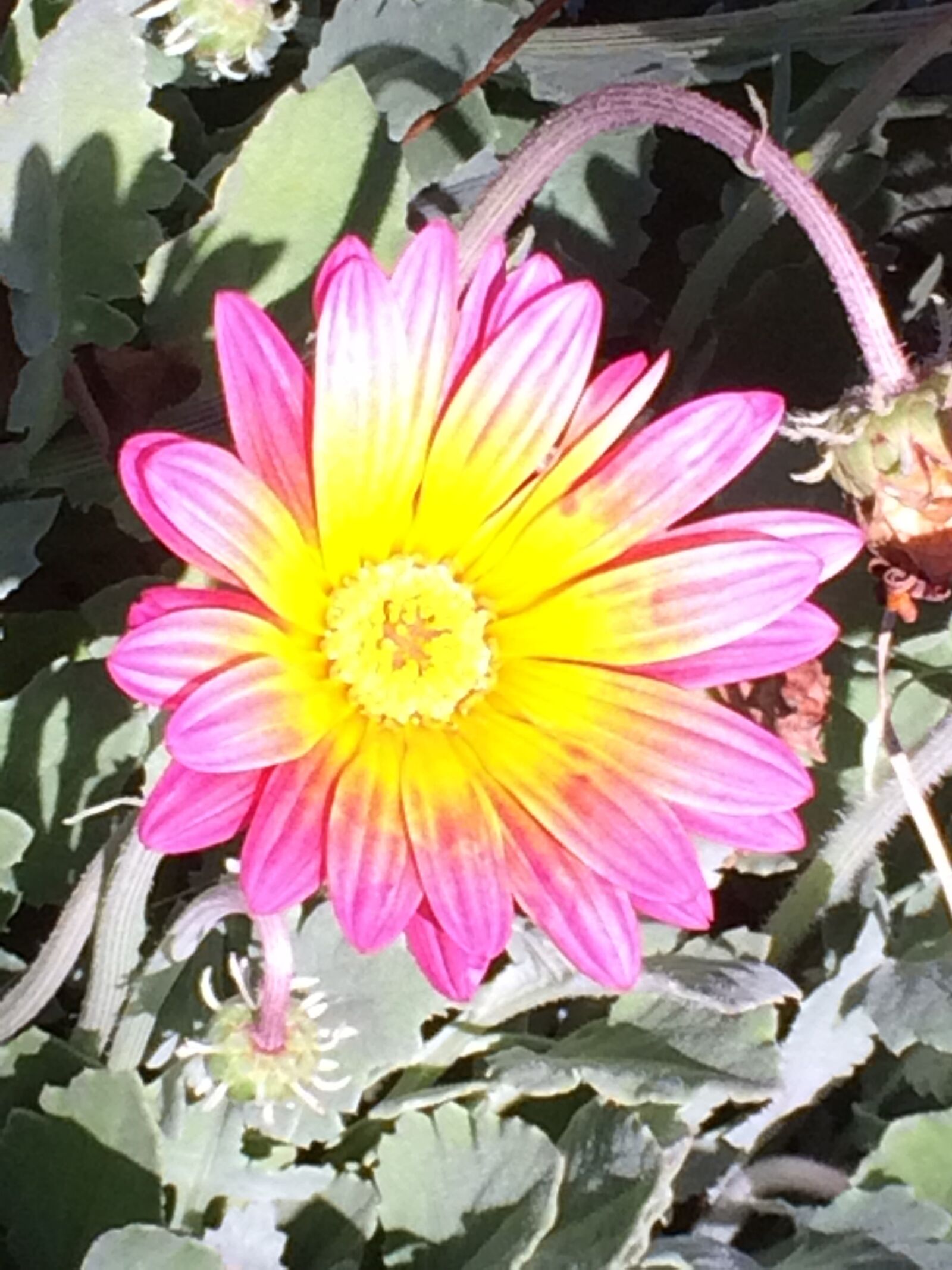 iPhone 5s back camera 4.15mm f/2.2 sample photo. Flower, sun, leaf photography