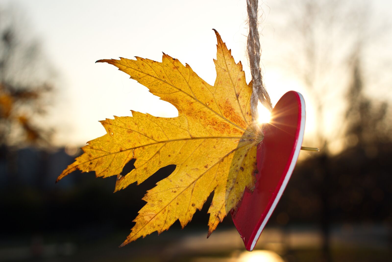 Nikon D3300 sample photo. Heart, autumn, love photography
