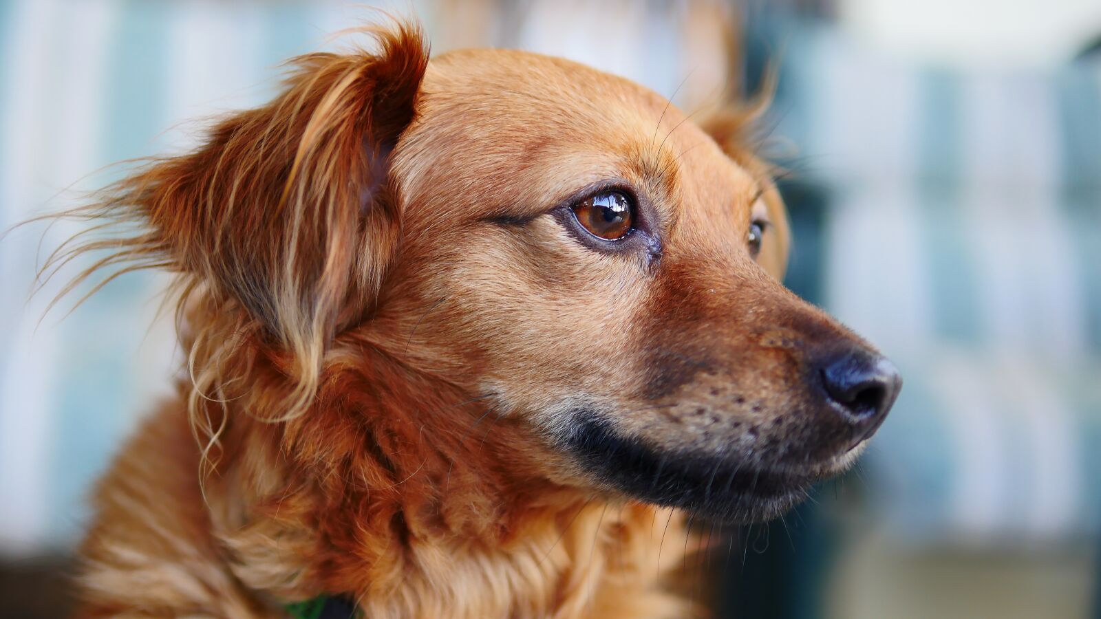 Panasonic Lumix DMC-GH4 sample photo. Dog, cute, animal photography