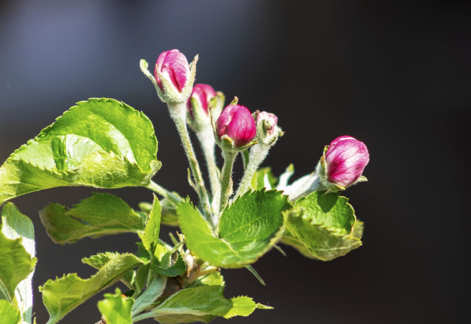 Canon EF75-300mm f/4-5.6 sample photo. Apple, apple tree, flower photography