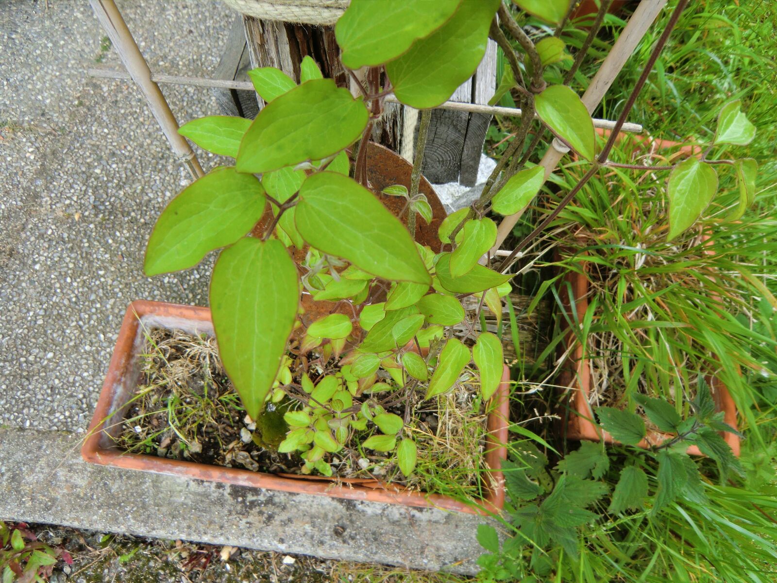 CASIO EX-H15 sample photo. Grow, ranke, green photography