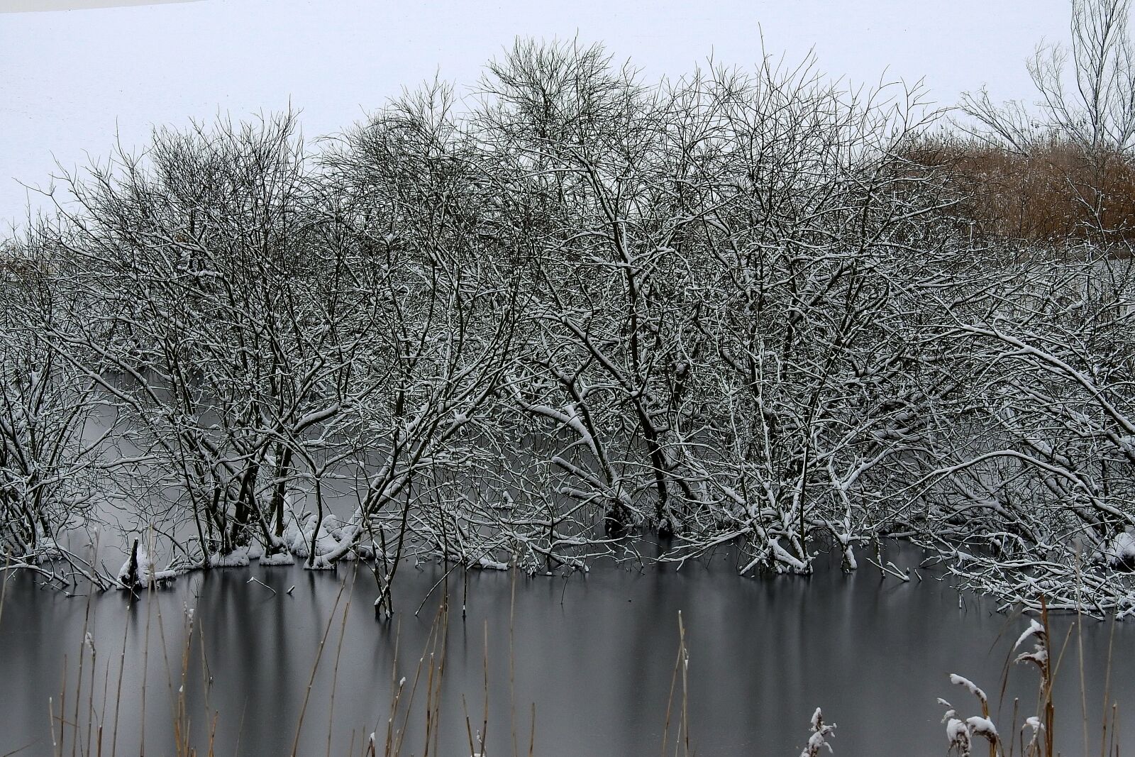 Nikon Coolpix P900 sample photo. Winter, frost, snow photography