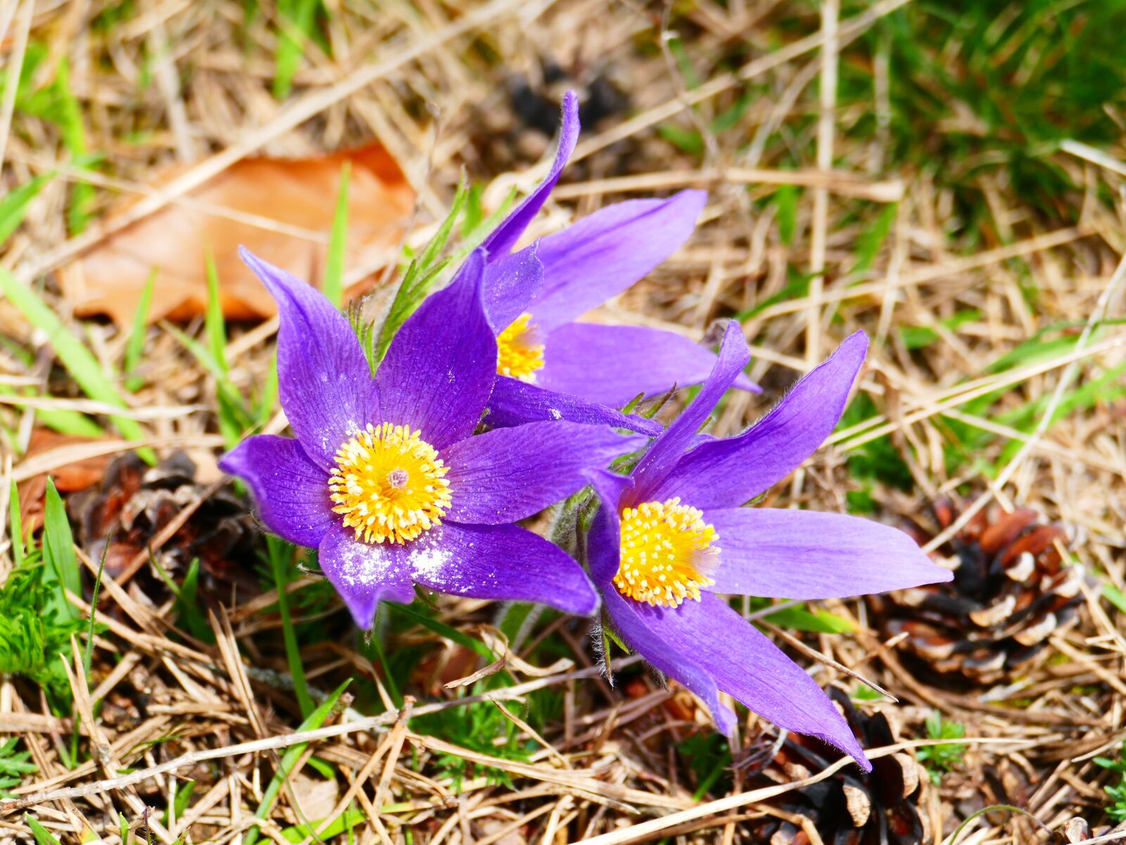 Panasonic Lumix DMC-FZ1000 sample photo. Pasque flower, flower, purple photography