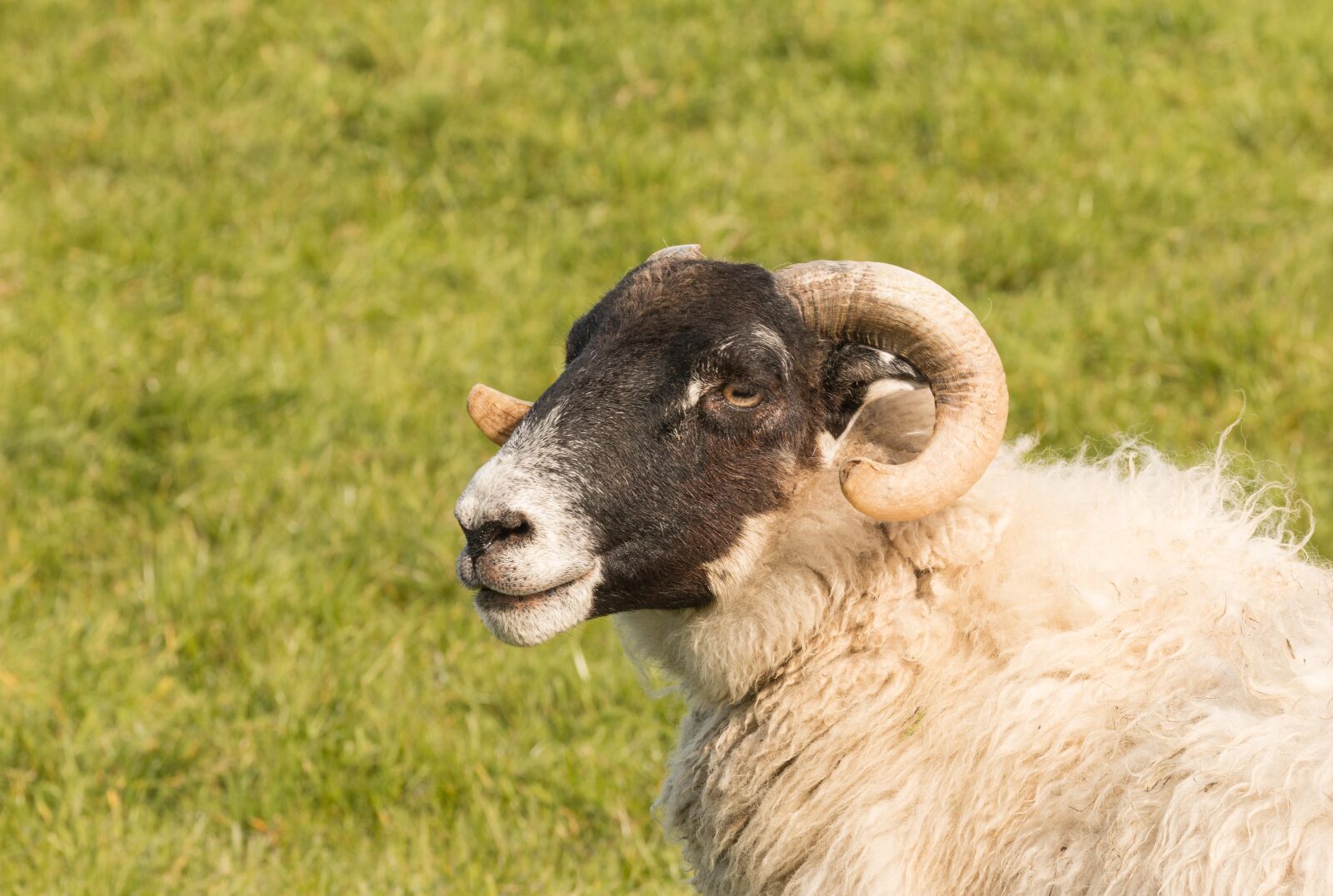 Canon EOS 70D sample photo. Blackhead sheep, sheep, animal photography