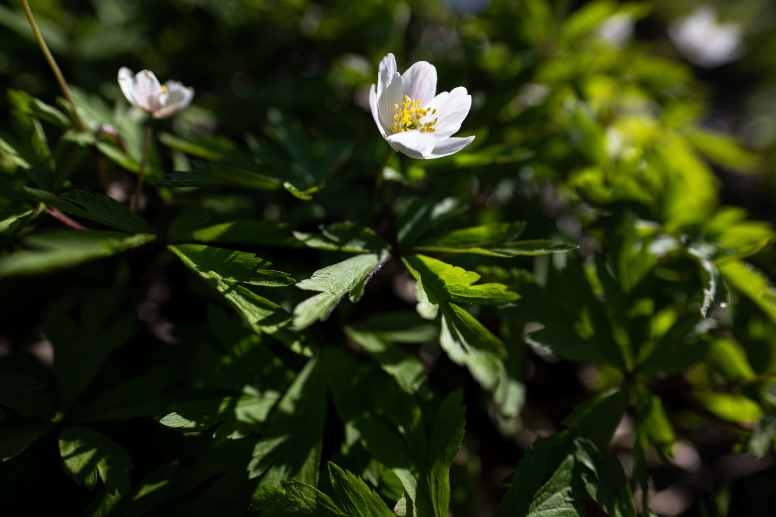 Nikon Nikkor Z 20mm F1.8 S sample photo. Spring flower photography