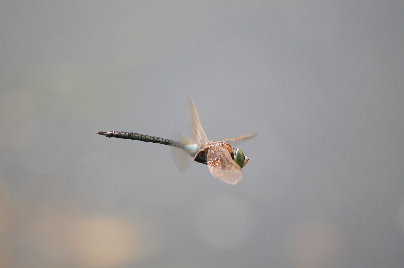 Nikon D40 sample photo. Dragonfly, beetle, nature photography