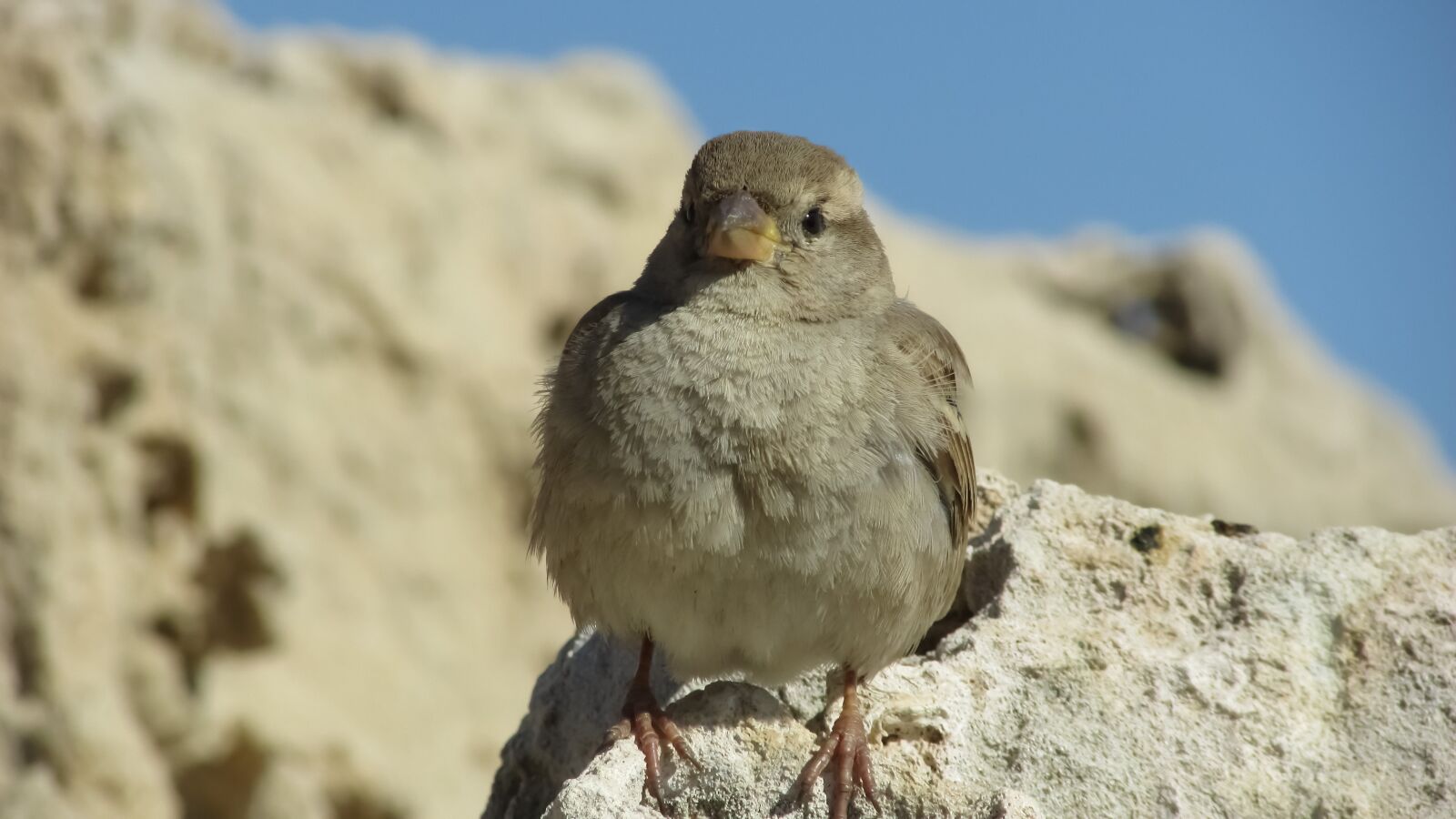 Canon PowerShot SX400 IS sample photo. Sparrow, sitting, rock photography