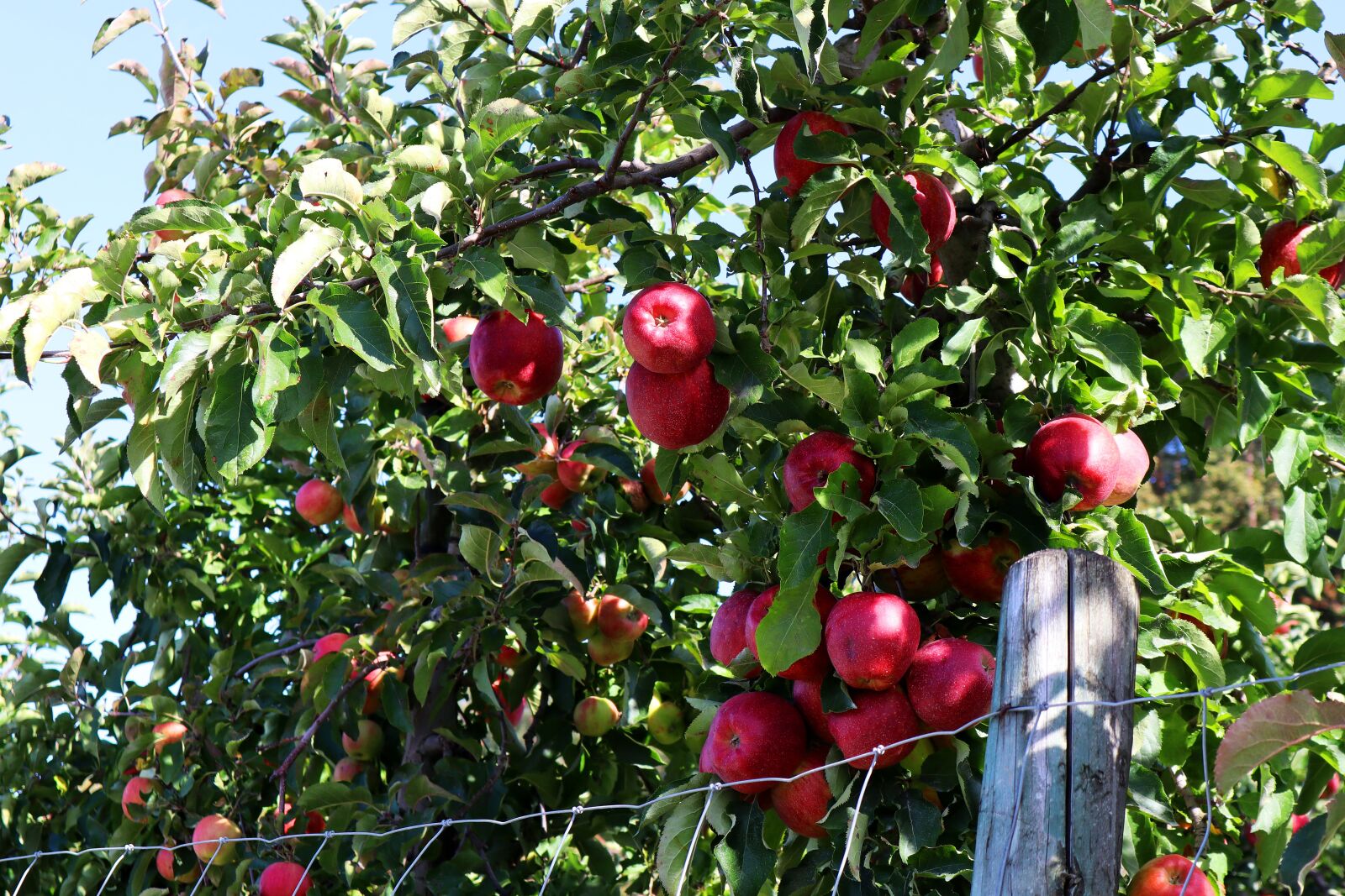 Canon EF-M 15-45mm F3.5-6.3 IS STM sample photo. Apple, harvest, autumn photography