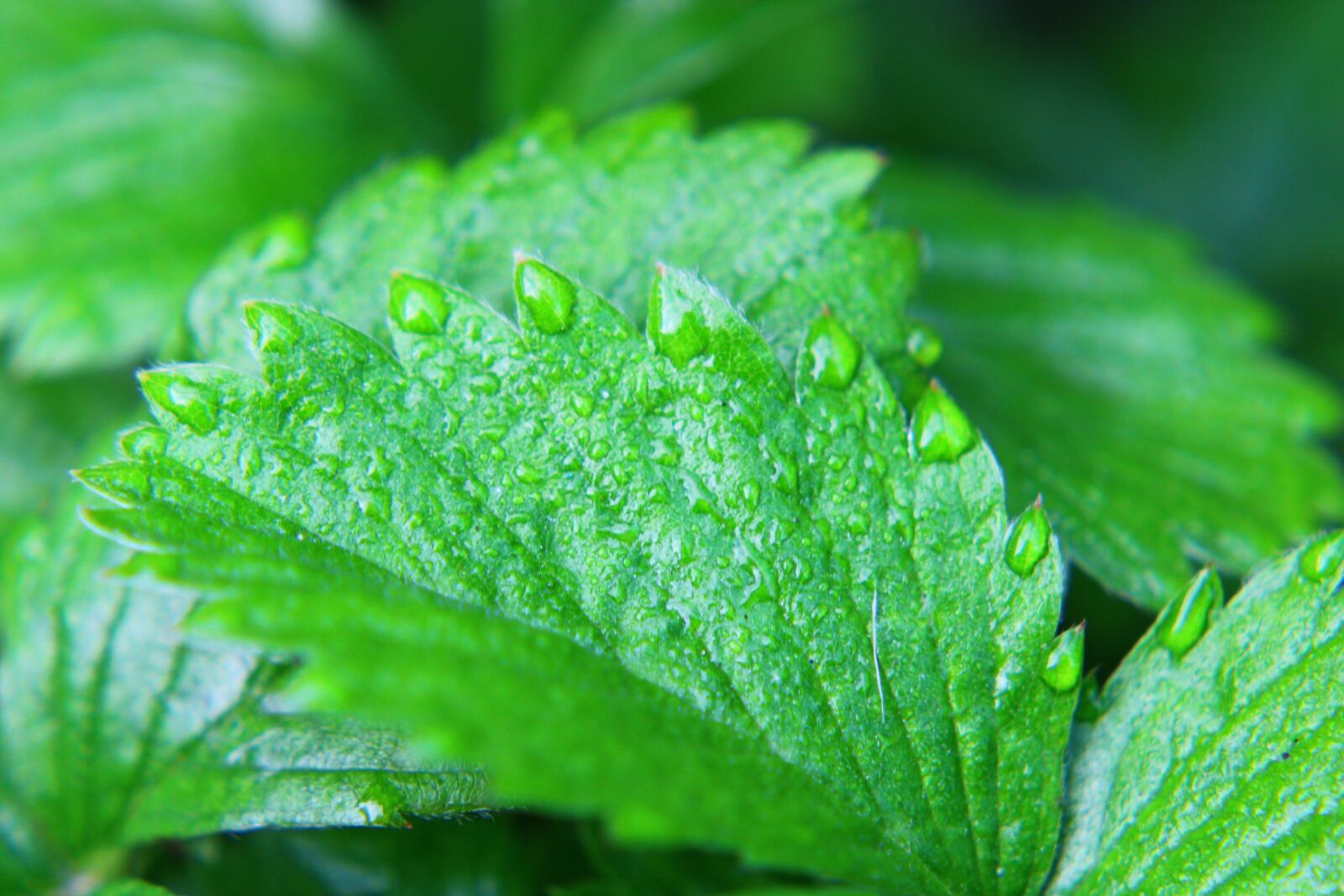 Canon EOS 2000D (EOS Rebel T7 / EOS Kiss X90 / EOS 1500D) sample photo. Leaf, green, green leaf photography