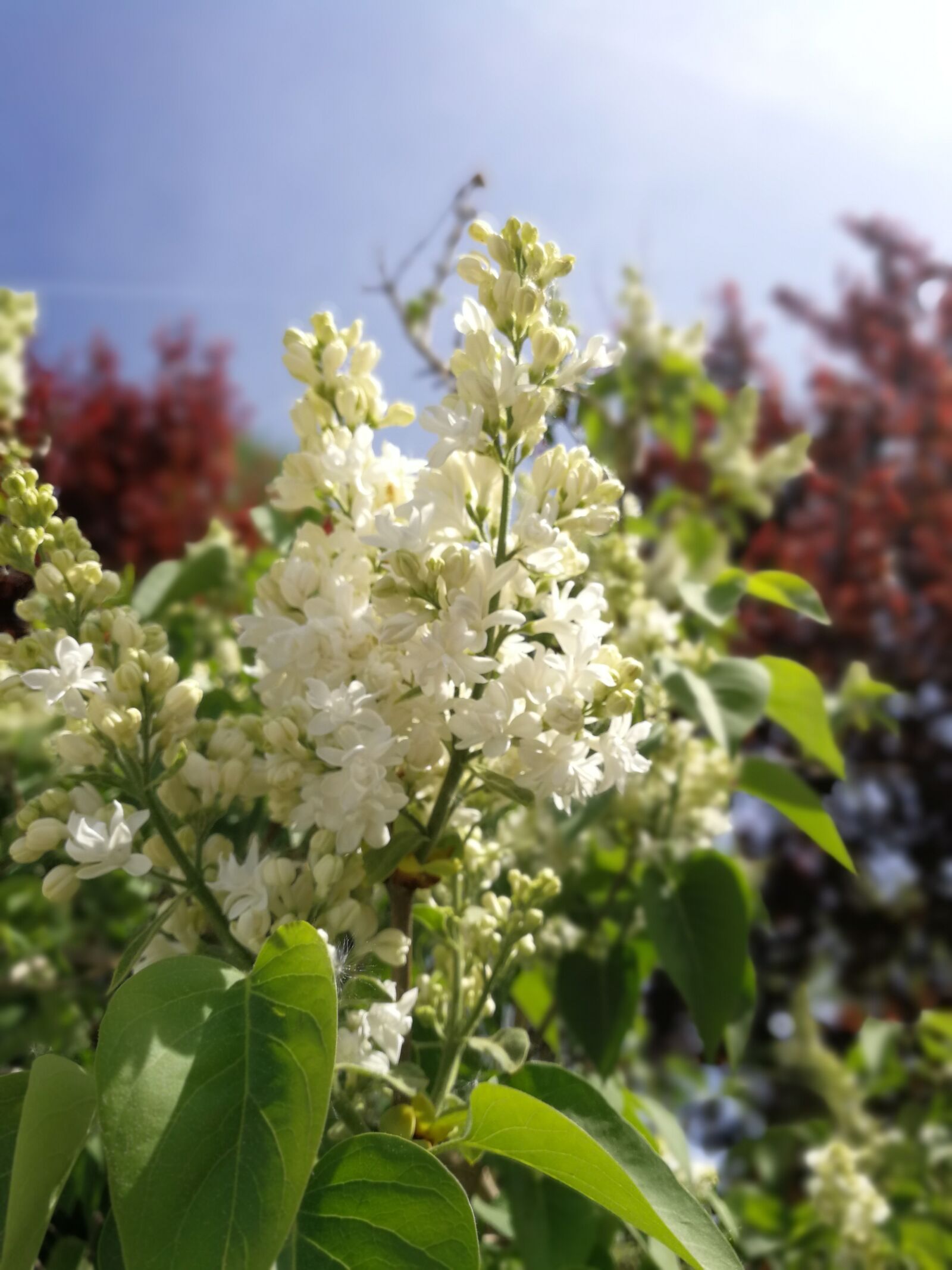 HUAWEI P10 sample photo. Flower, nature, plant photography