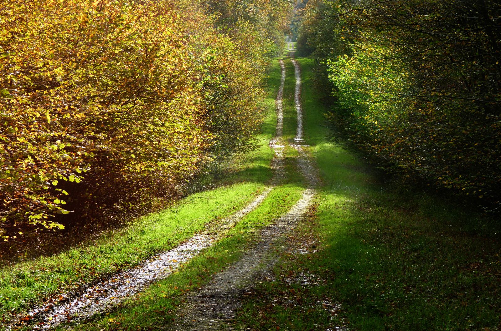 Panasonic Lumix DMC-FZ35 (Lumix DMC-FZ38) sample photo. Path, forest, nature photography