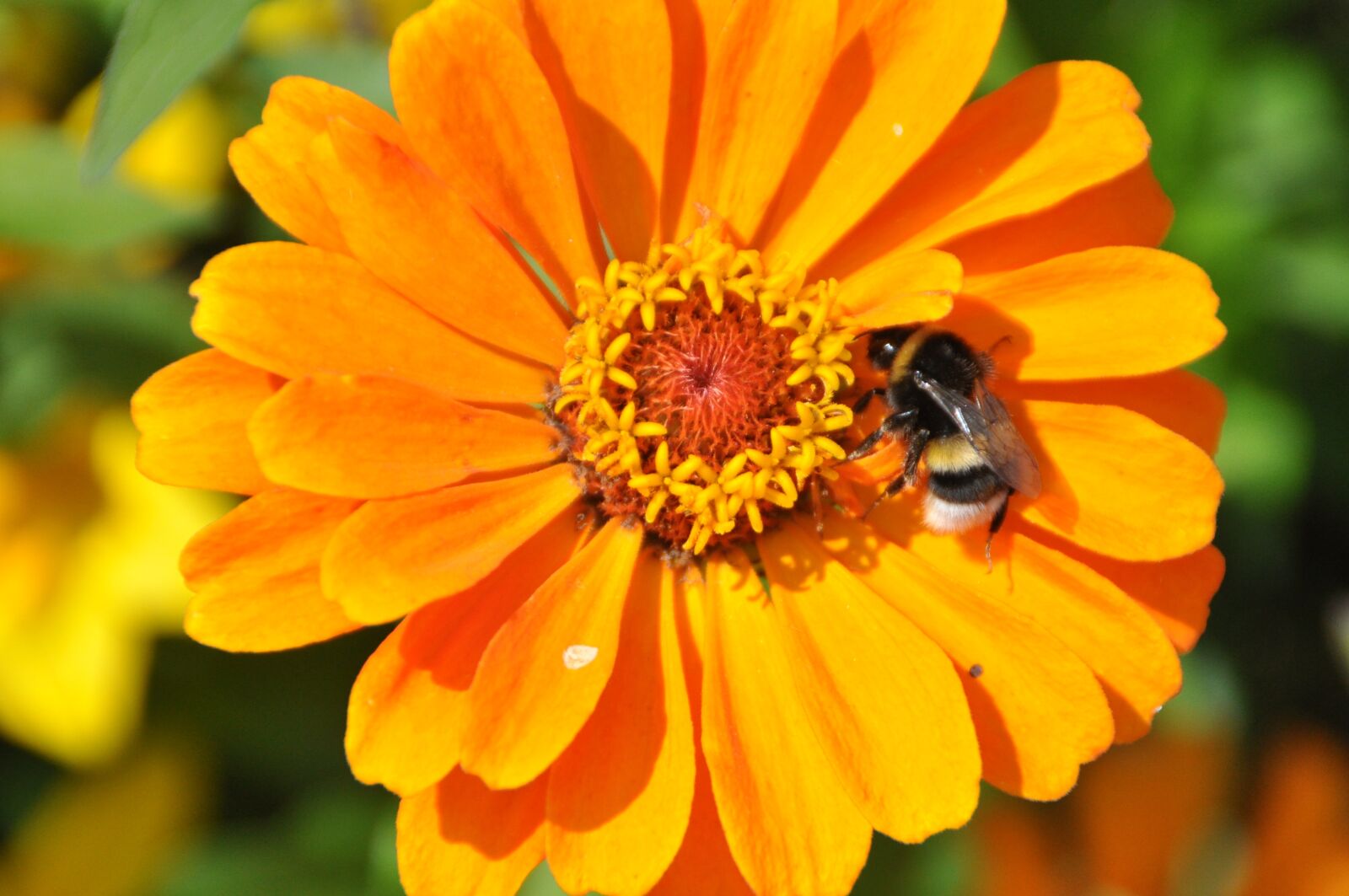Nikon D5000 sample photo. Blossom, bloom, dahlia photography