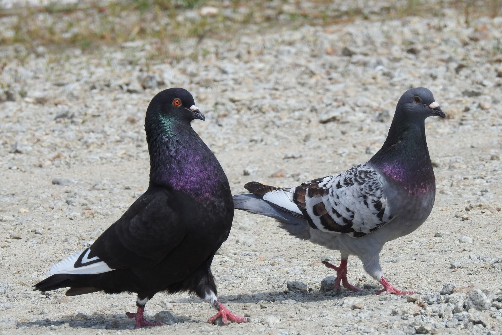 Nikon Coolpix P900 sample photo. Pigeons, a couple of photography